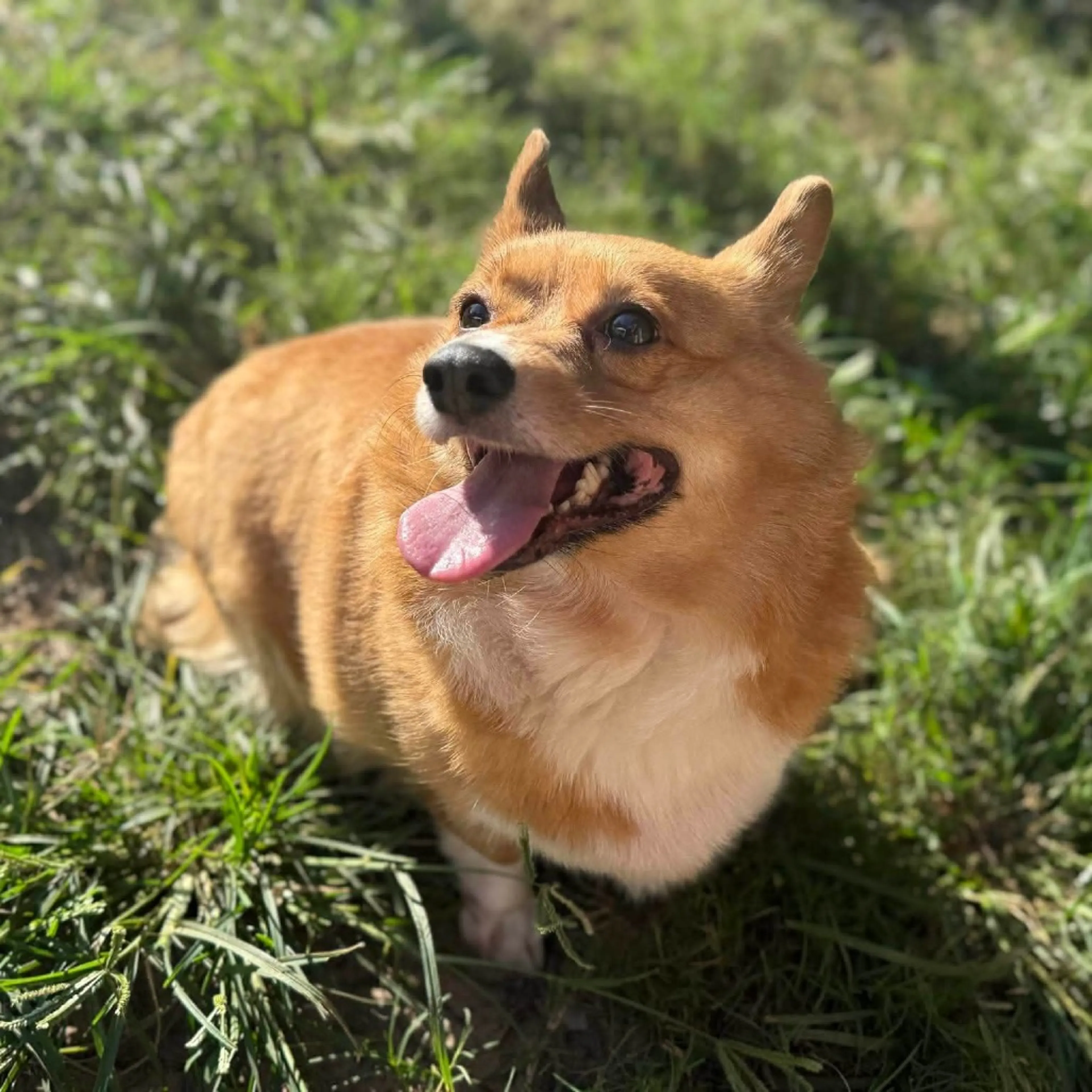 Found pet-0