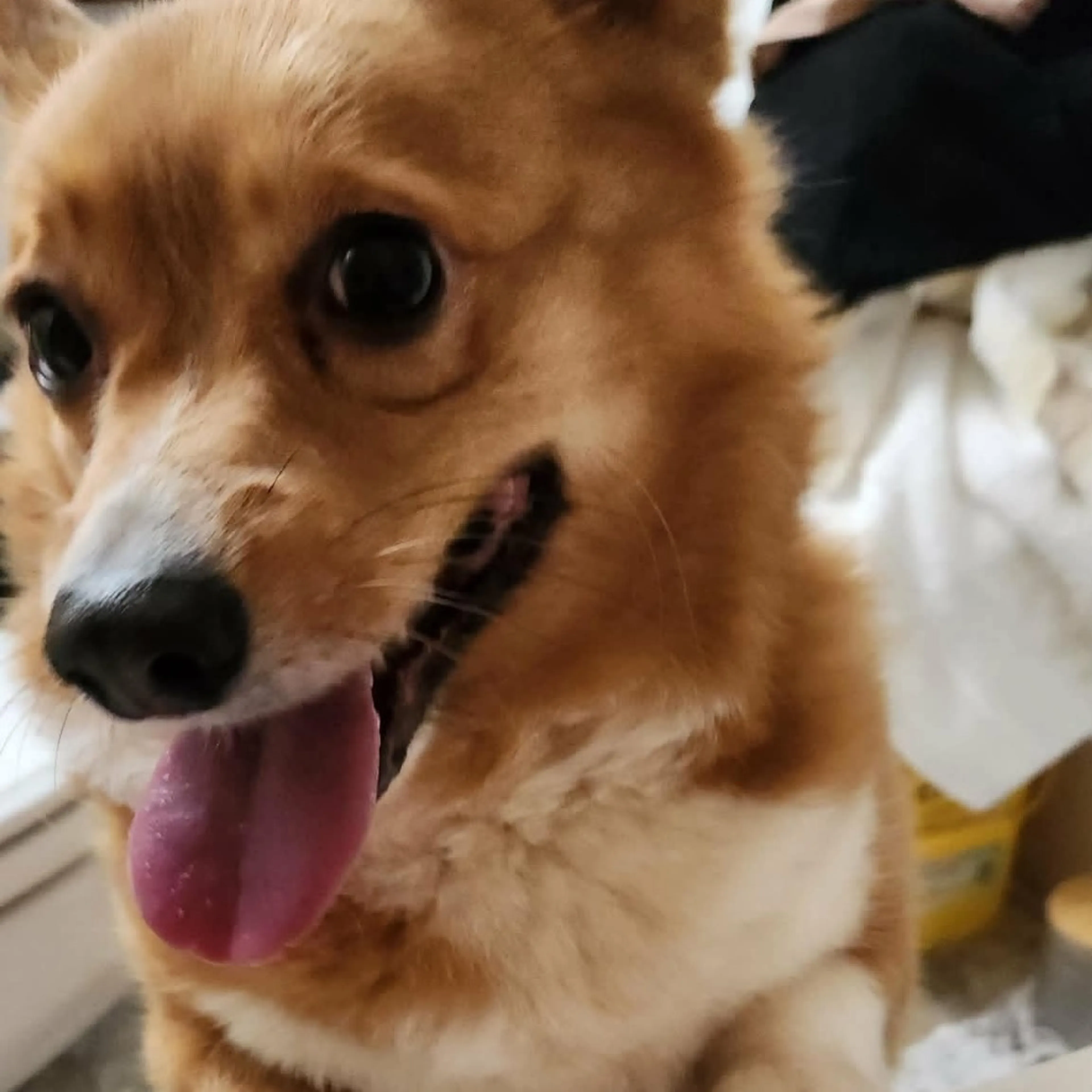 Found pet-2