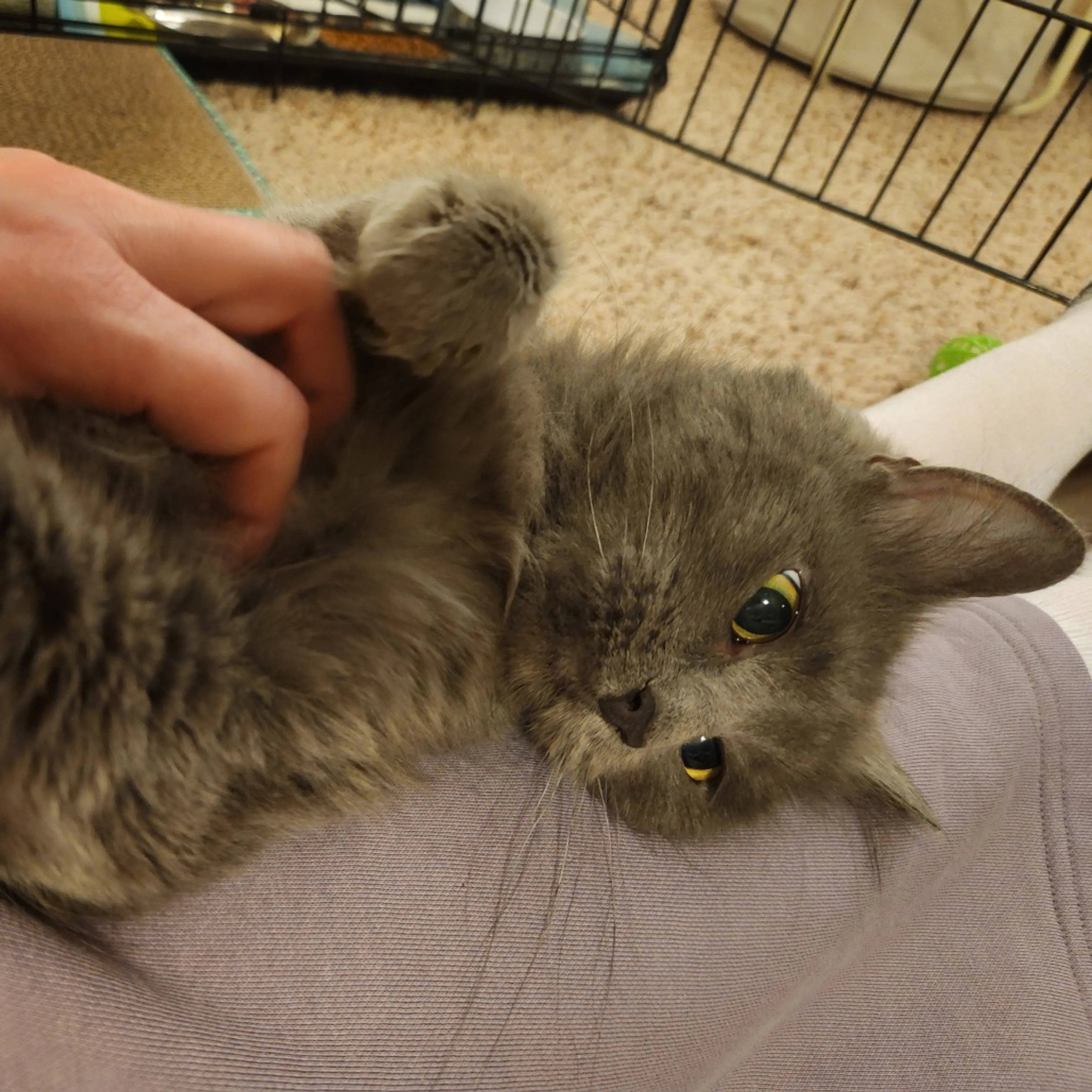 Found pet-5