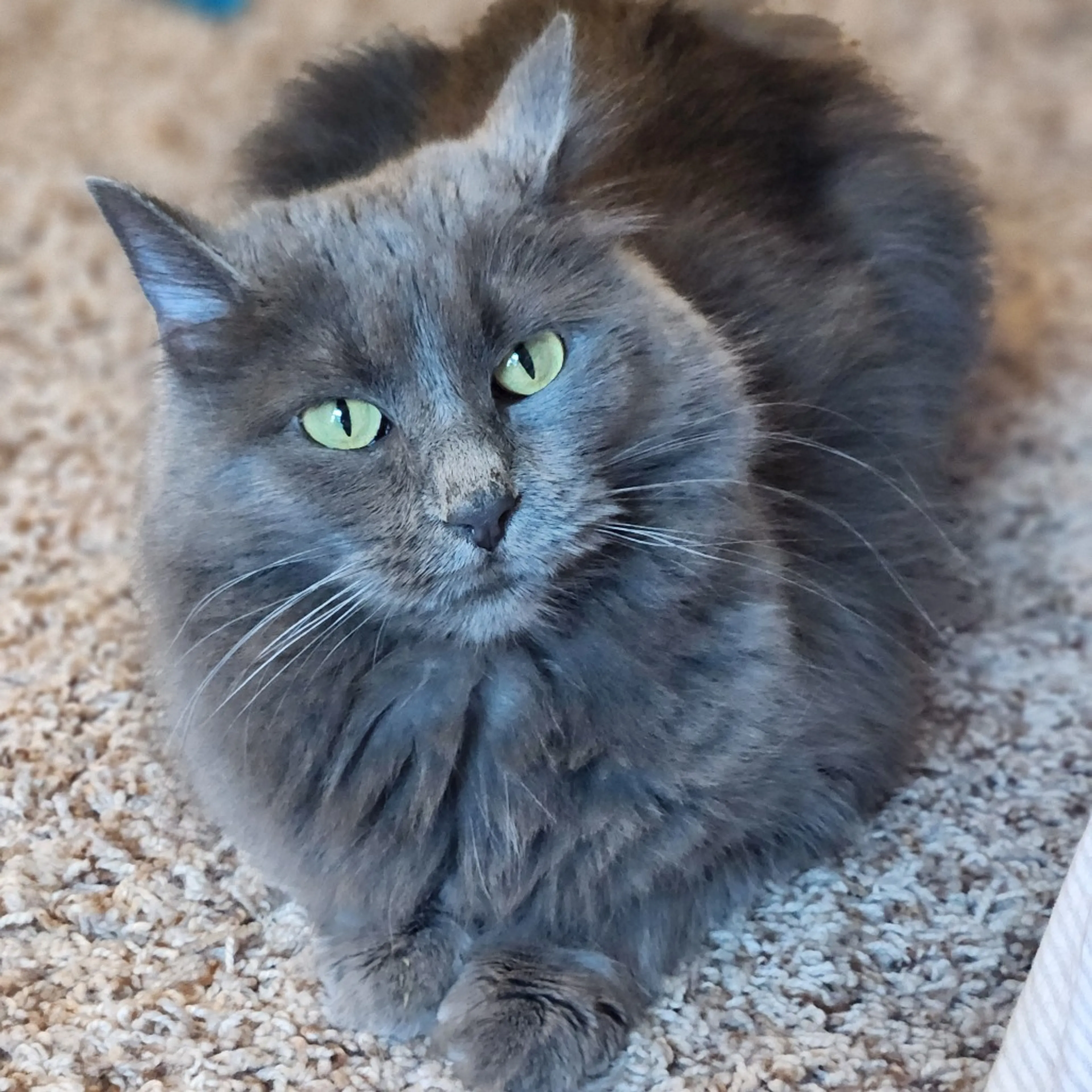 Found pet-0
