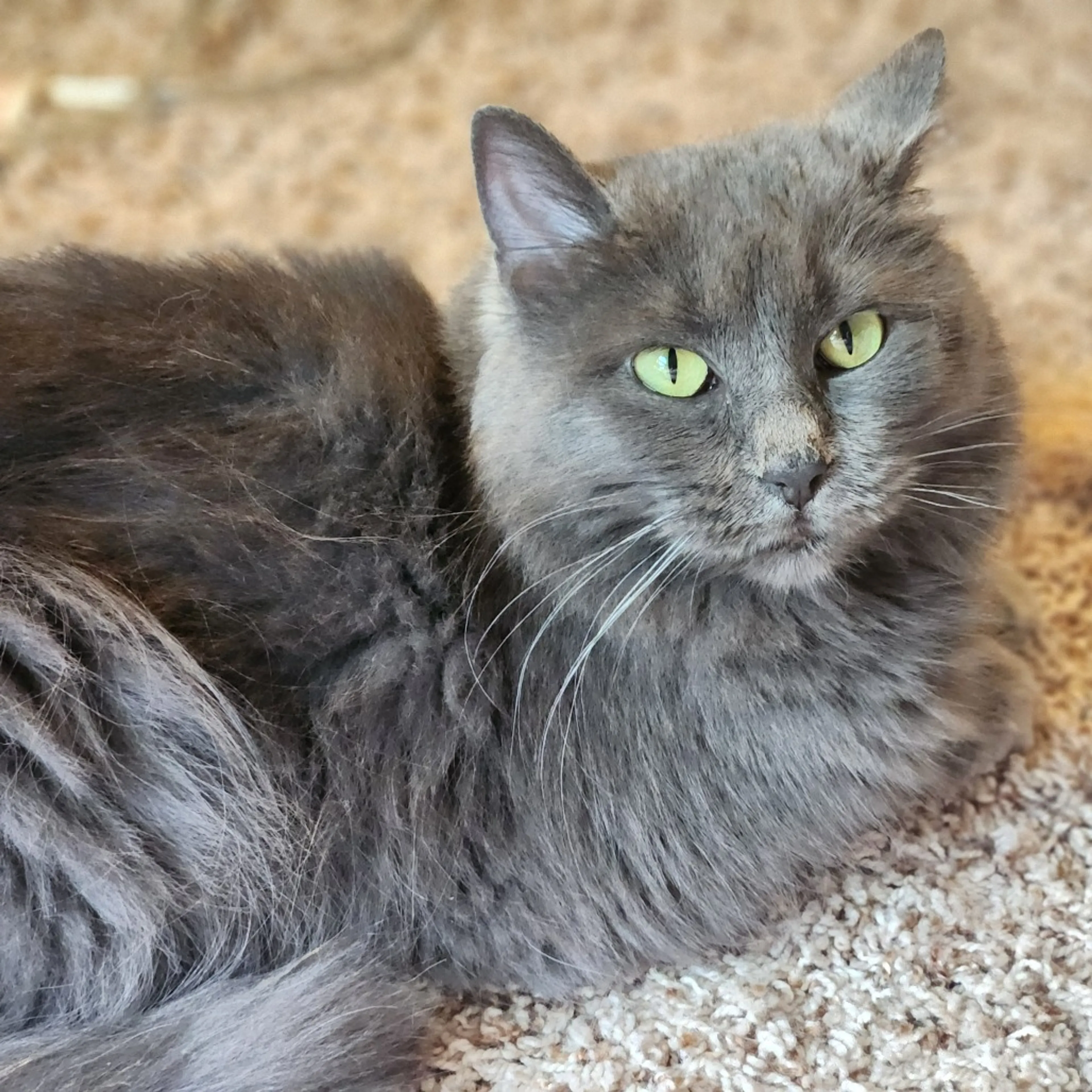 Found pet-1