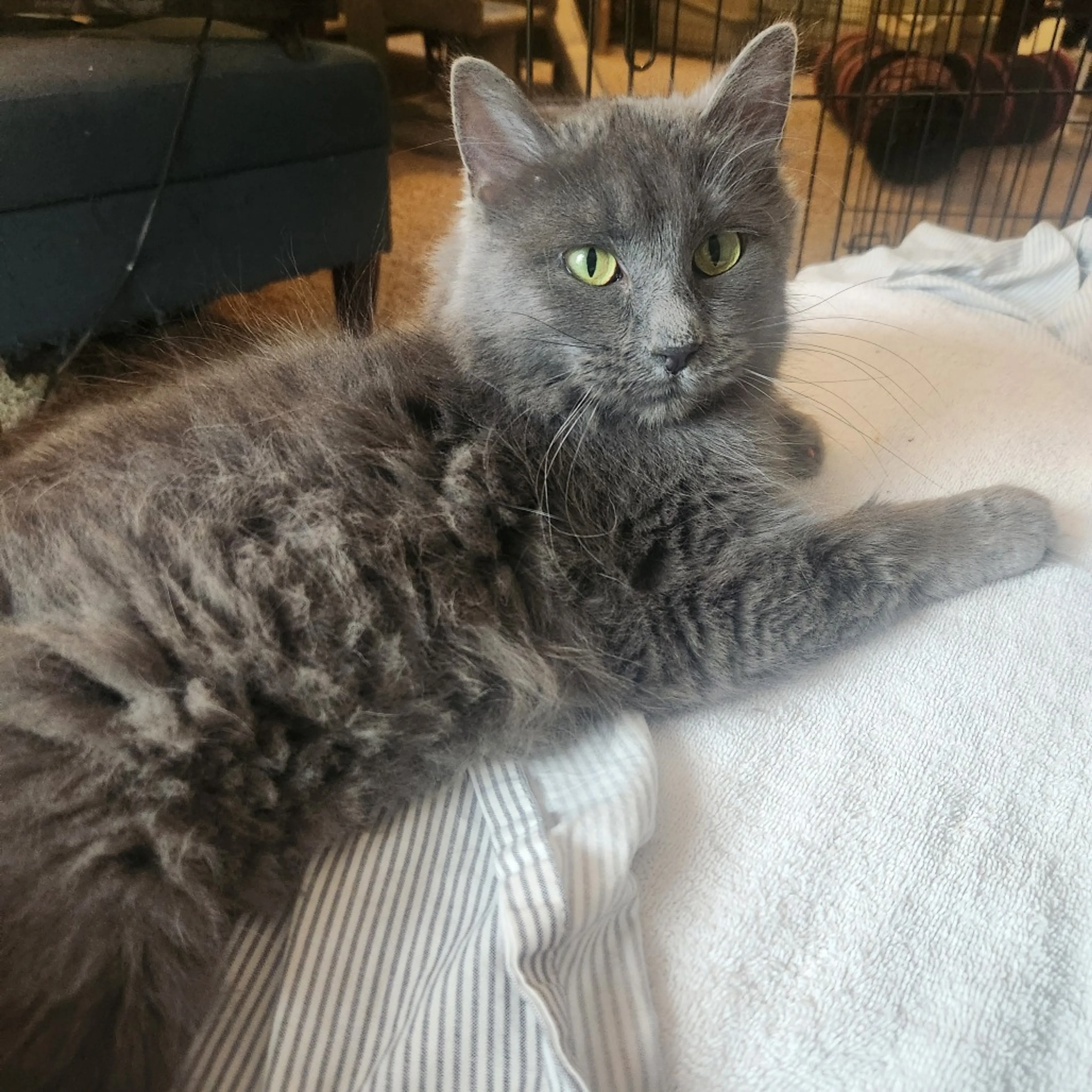 Found pet-3