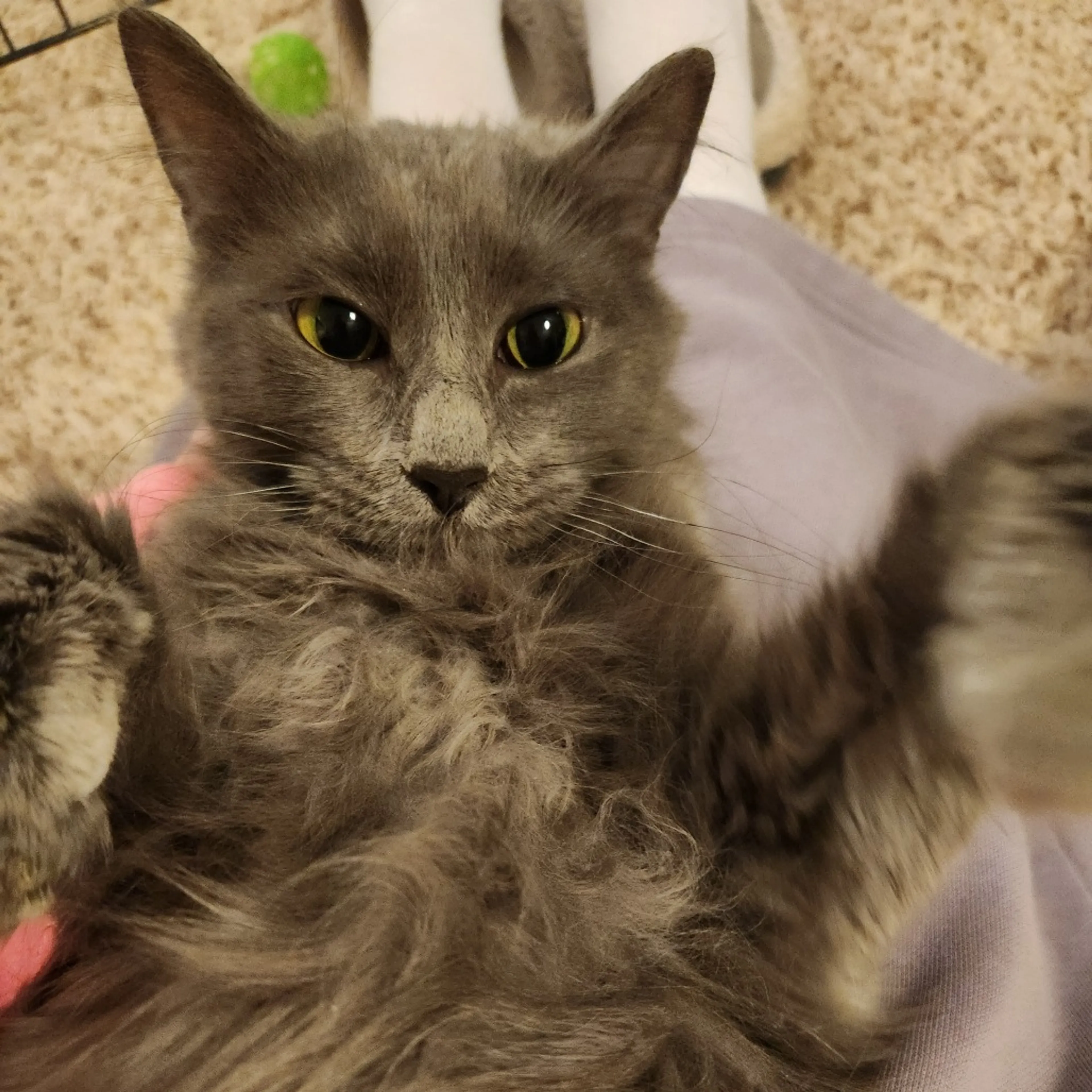 Found pet-2