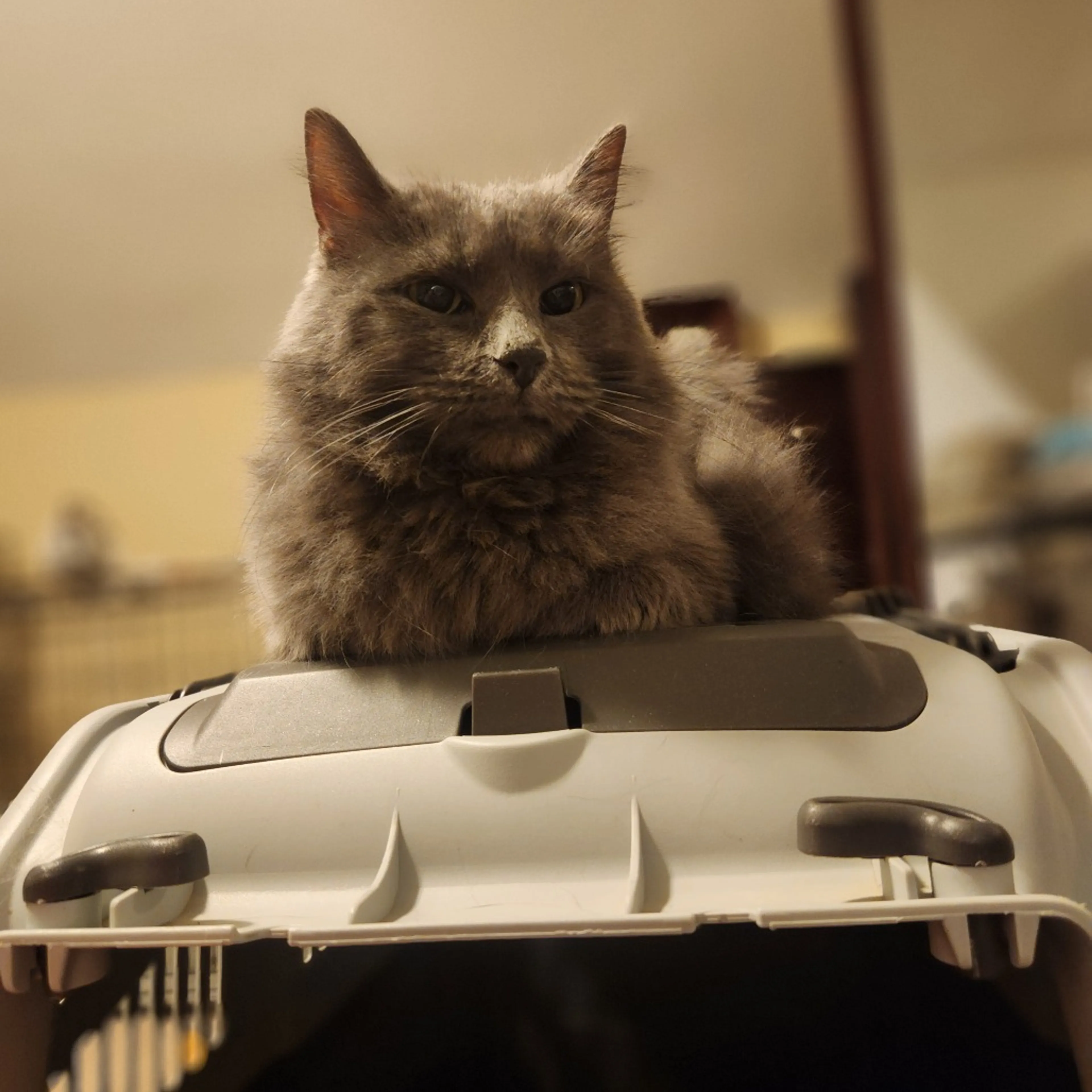 Found pet-4