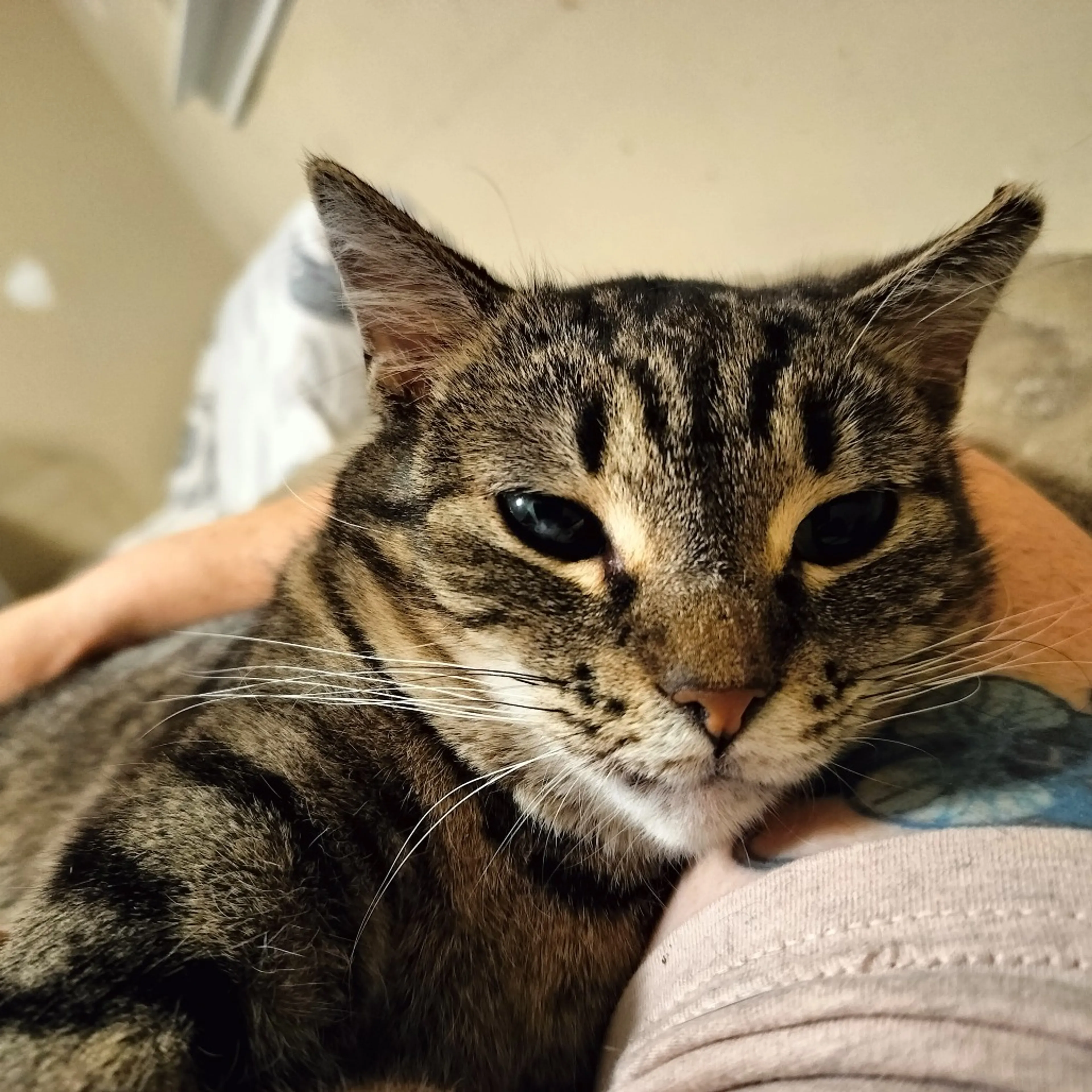 Found pet-0