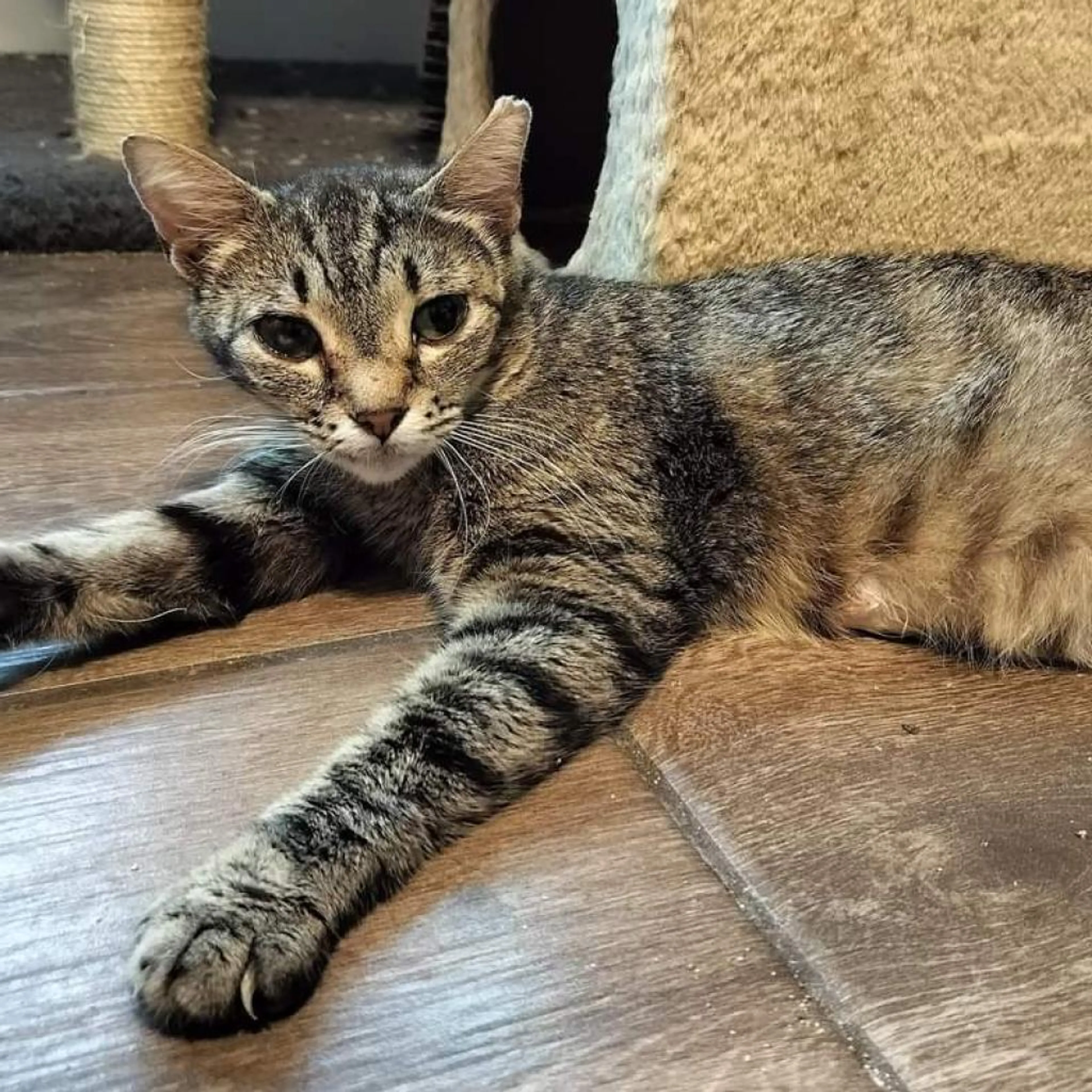 Found pet-2