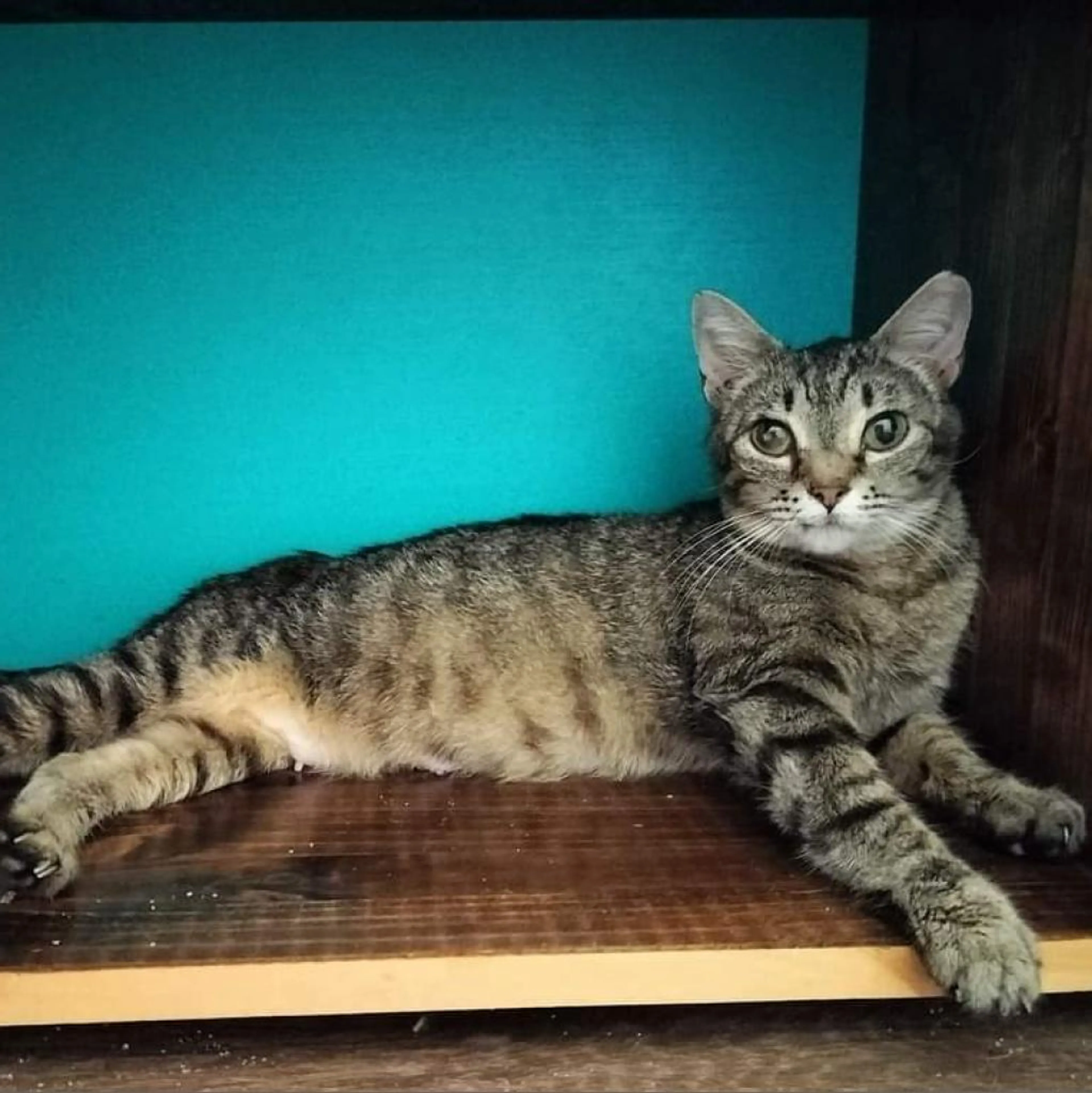 Found pet-1