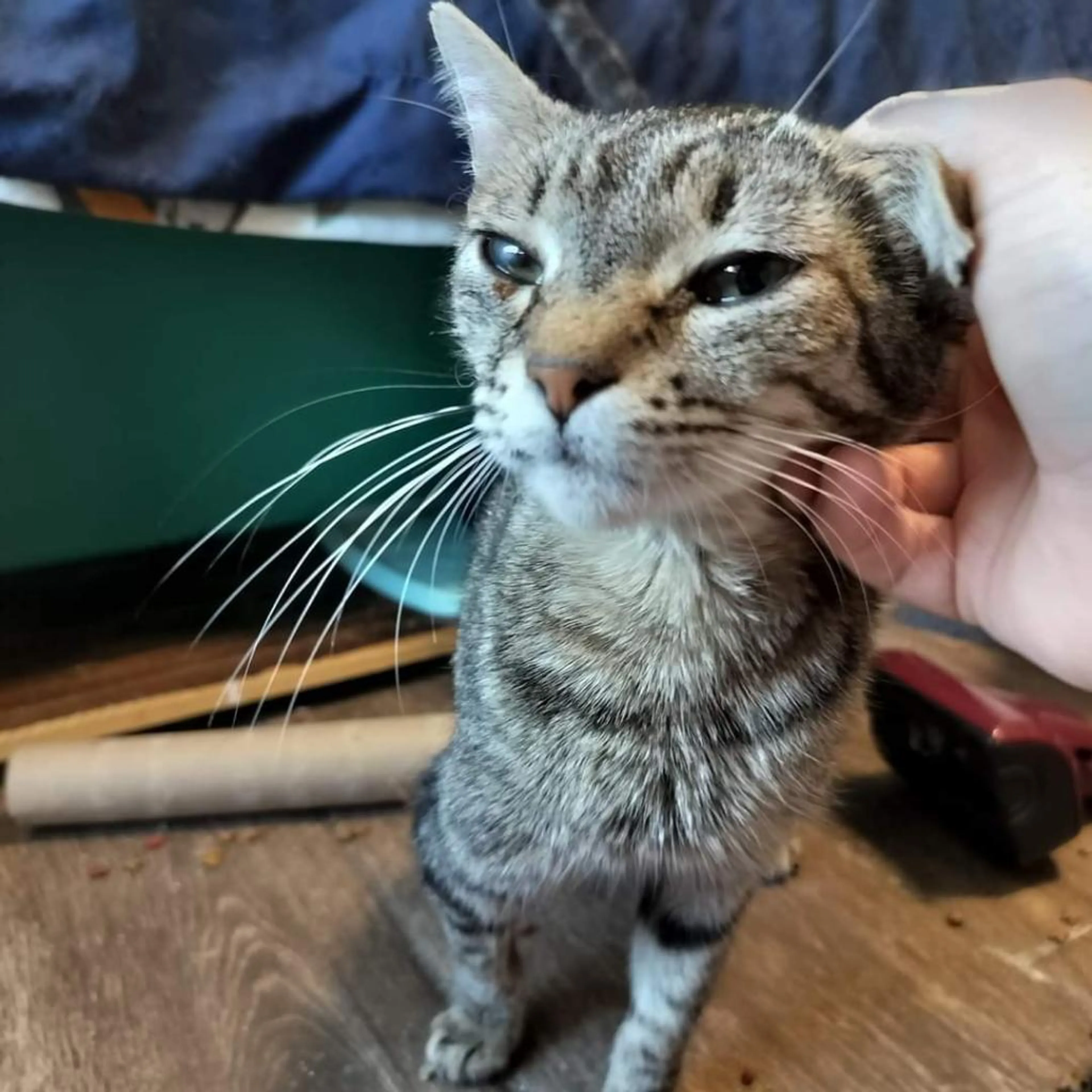 Found pet-3