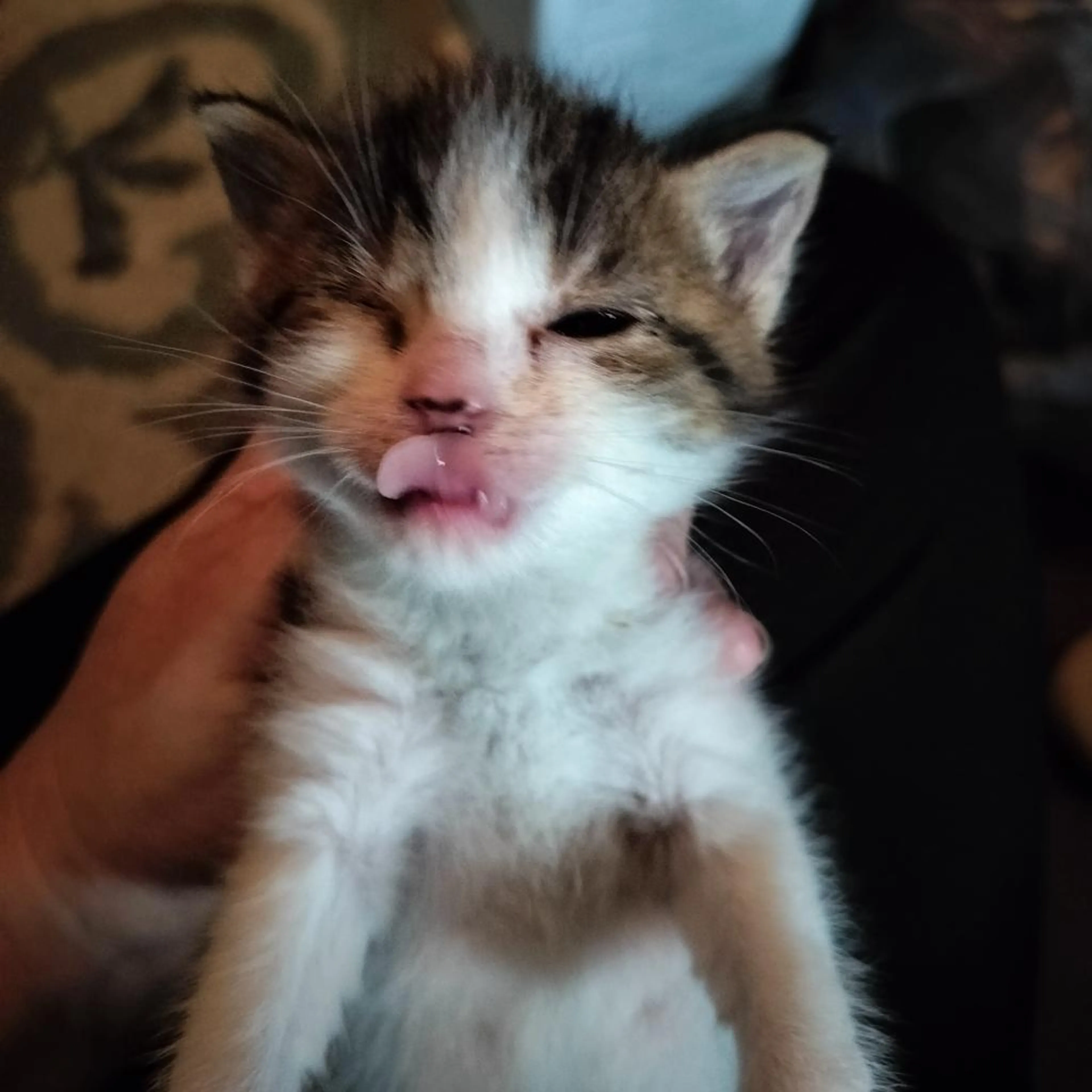 Found pet-1