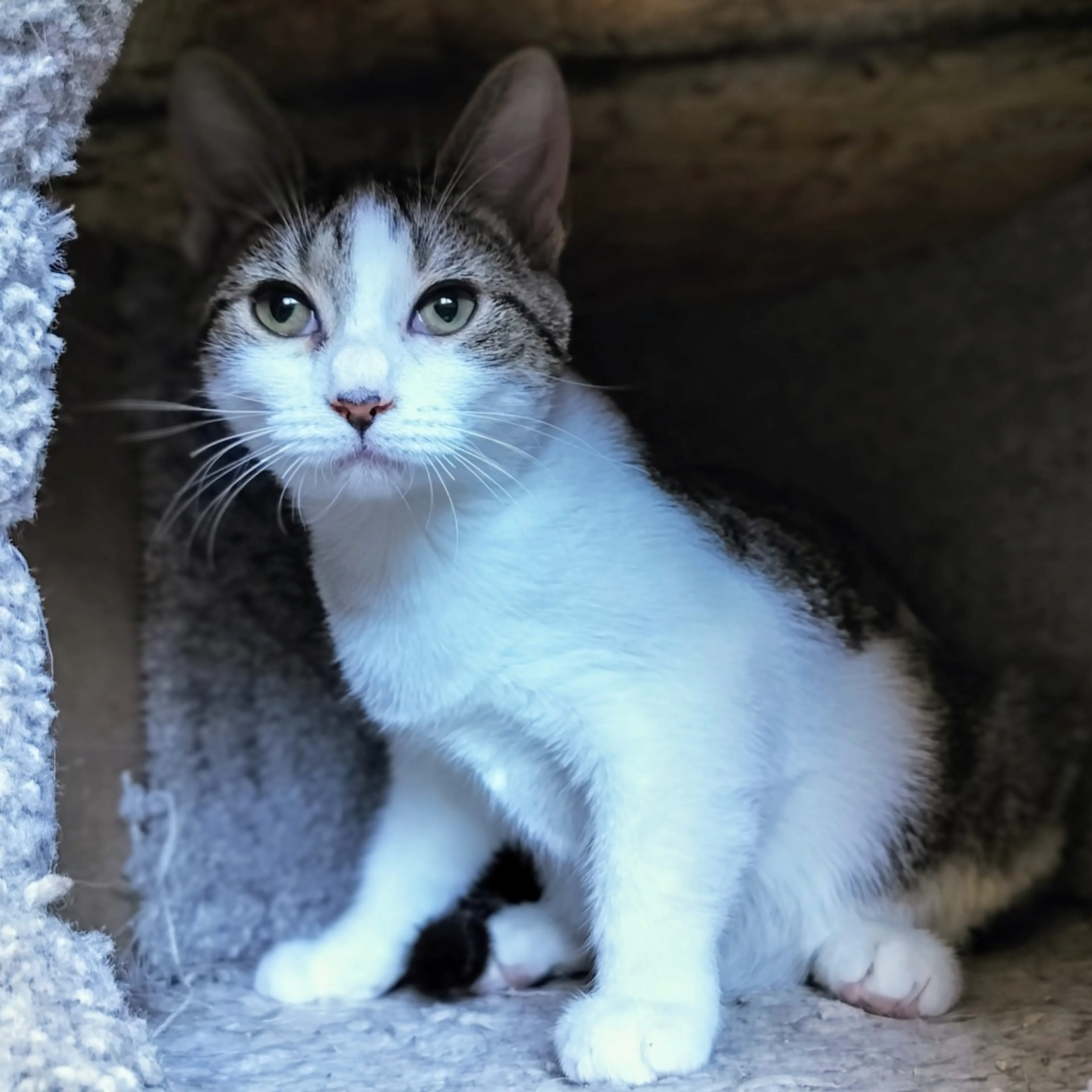 Found pet-3