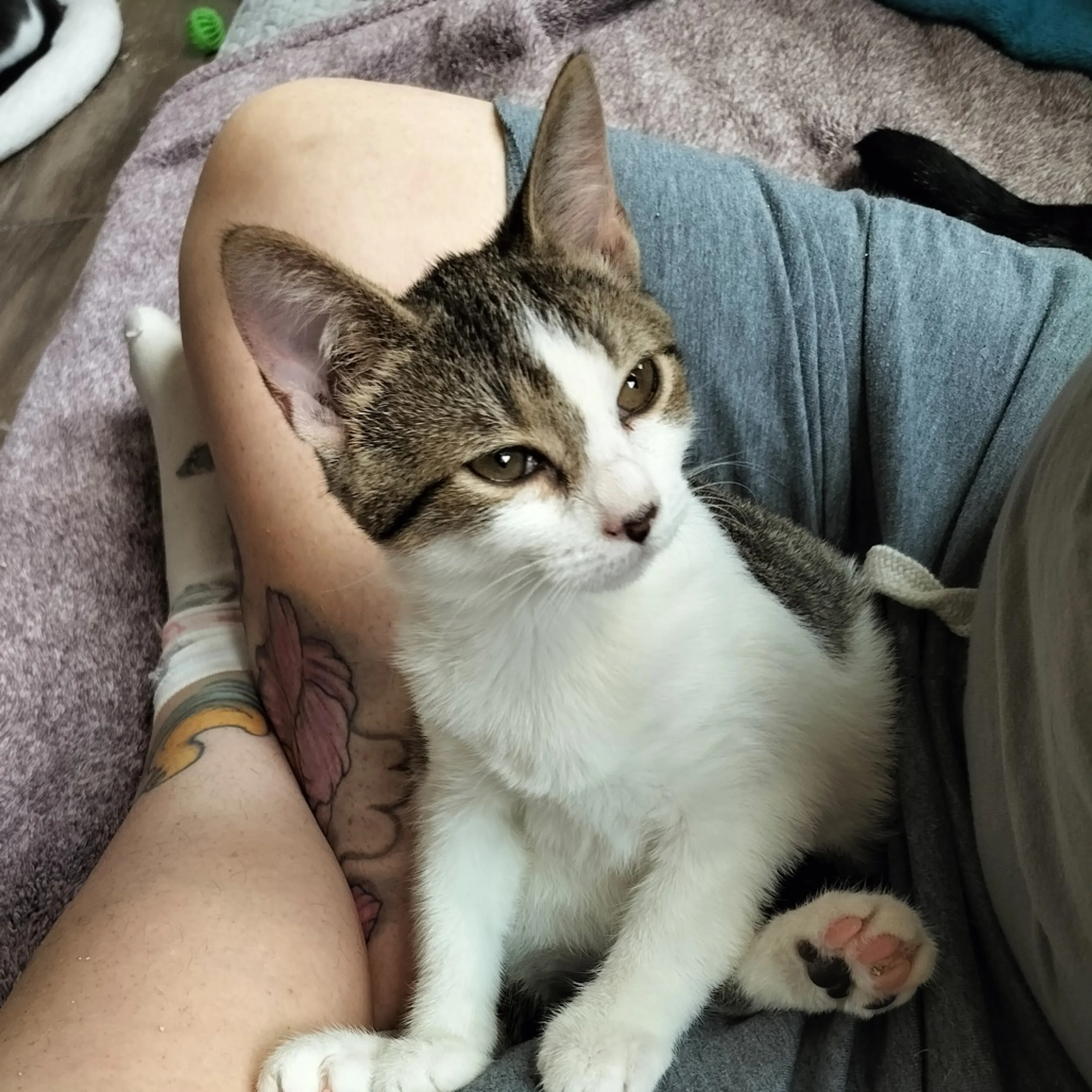 Found pet-4