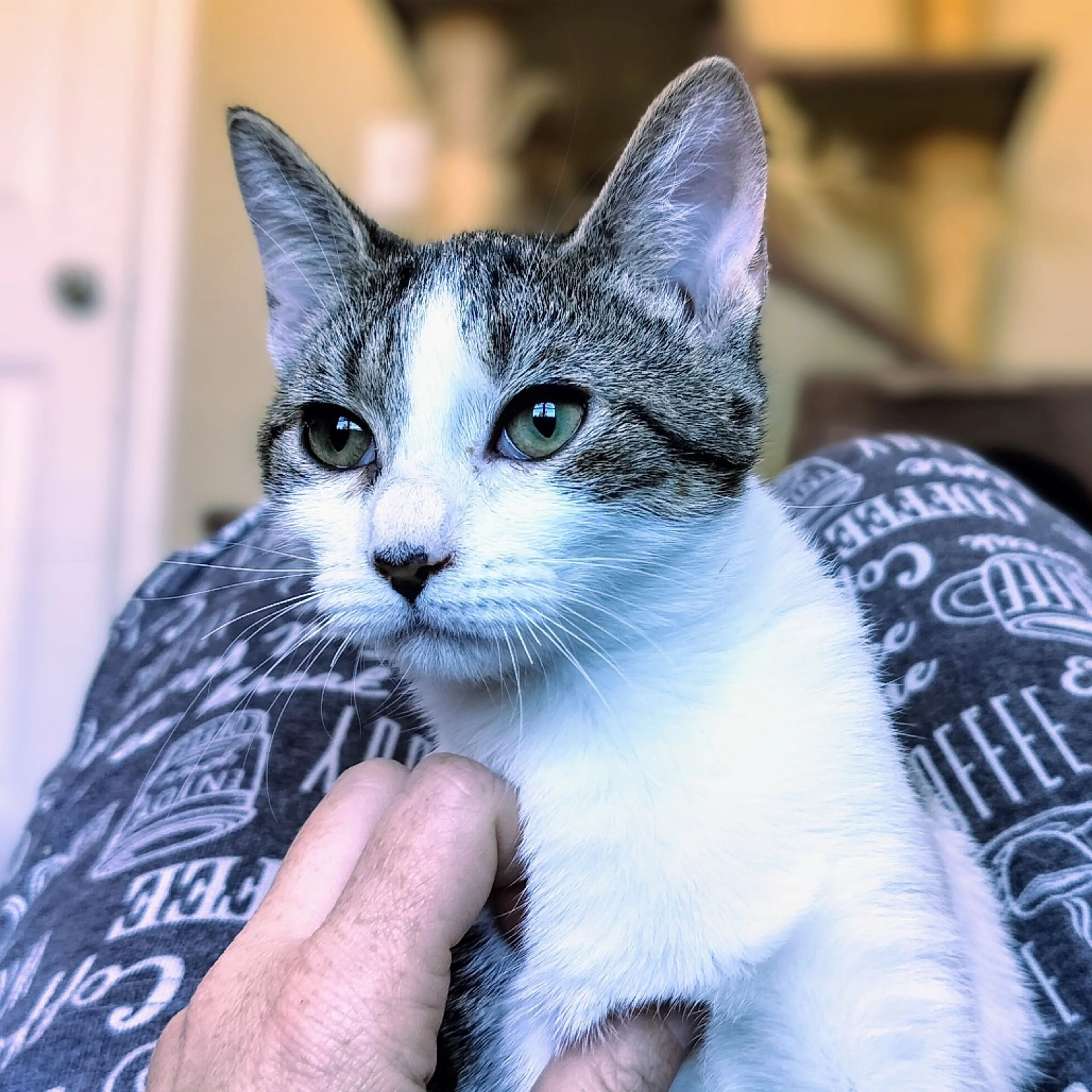 Found pet-0