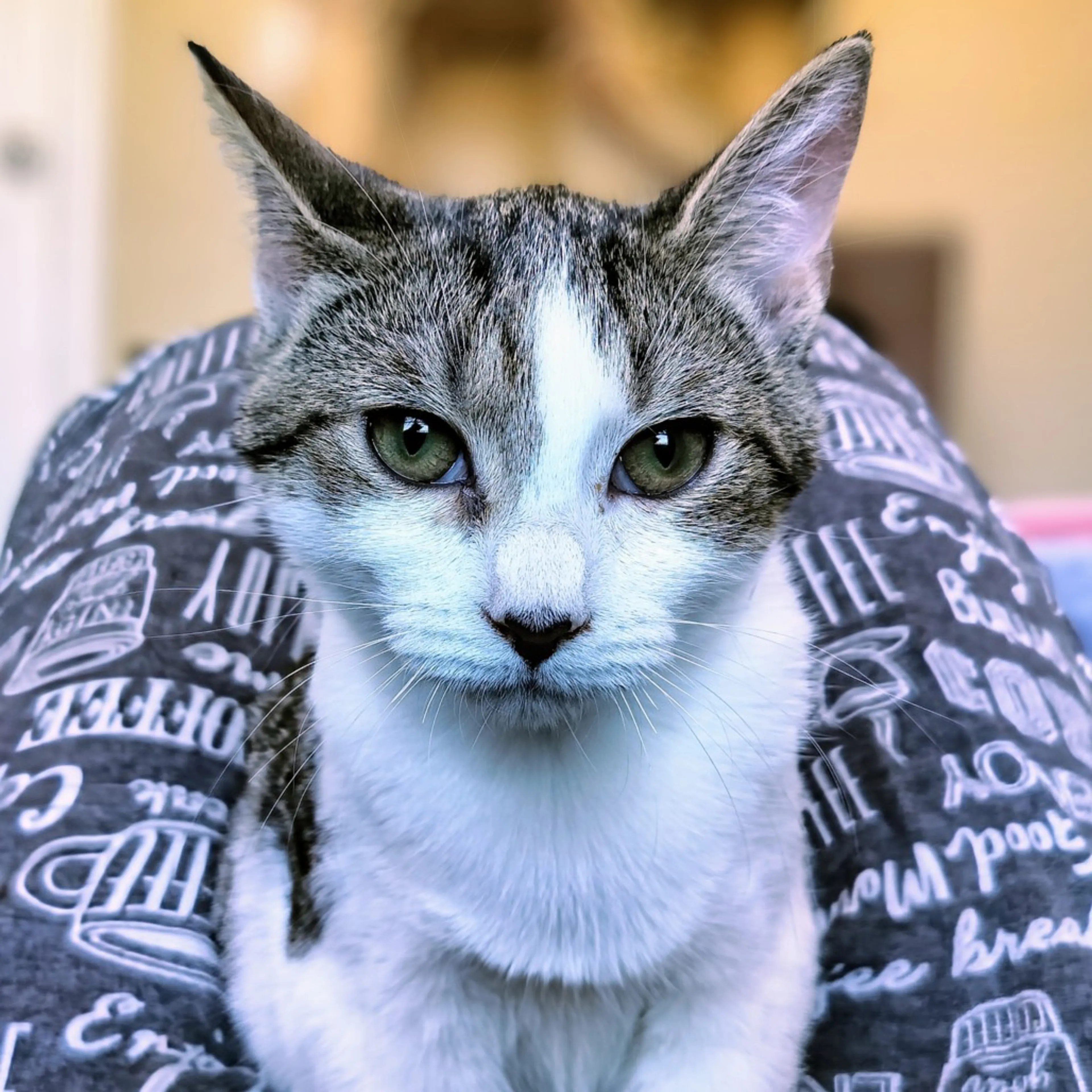 Found pet-2