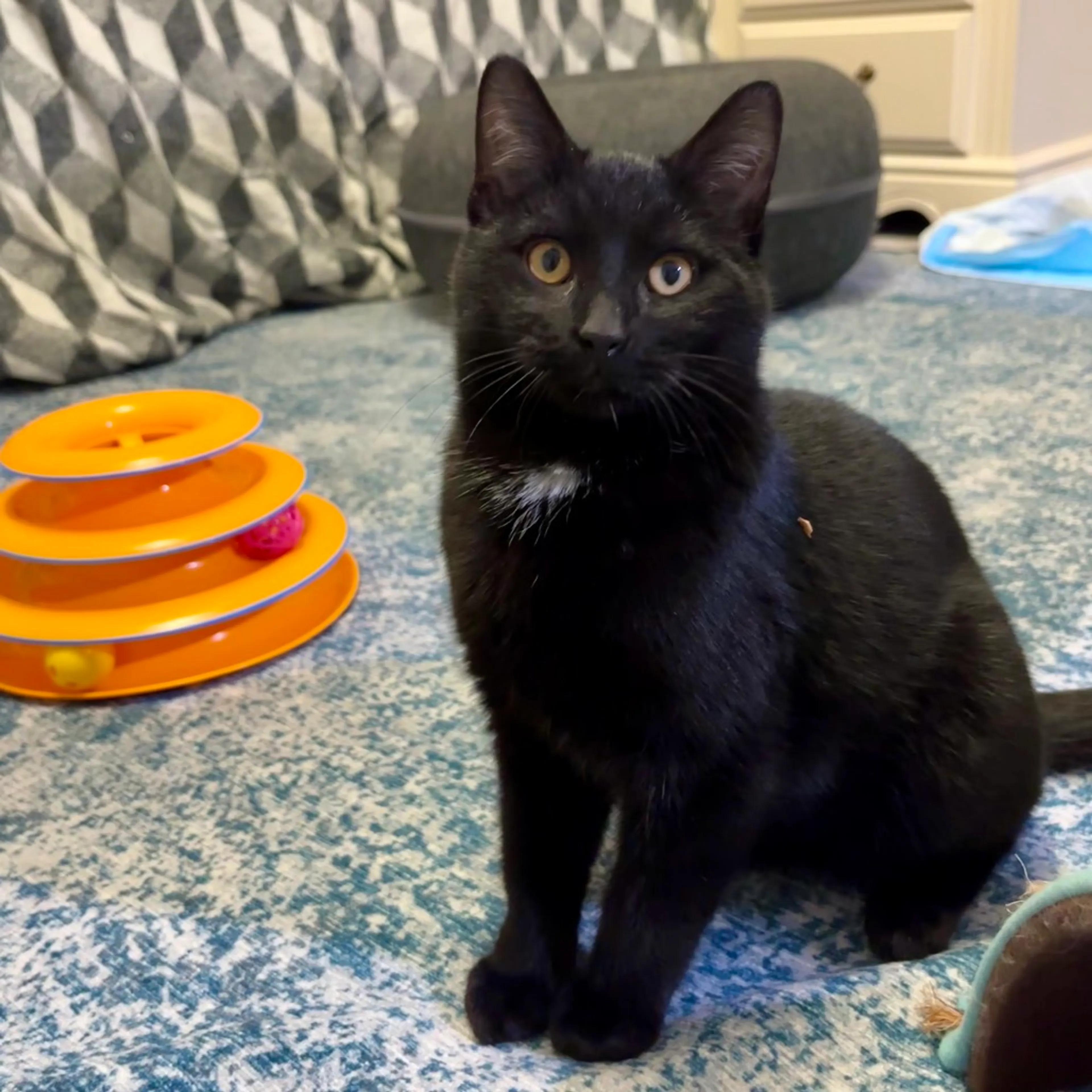 Found pet-11