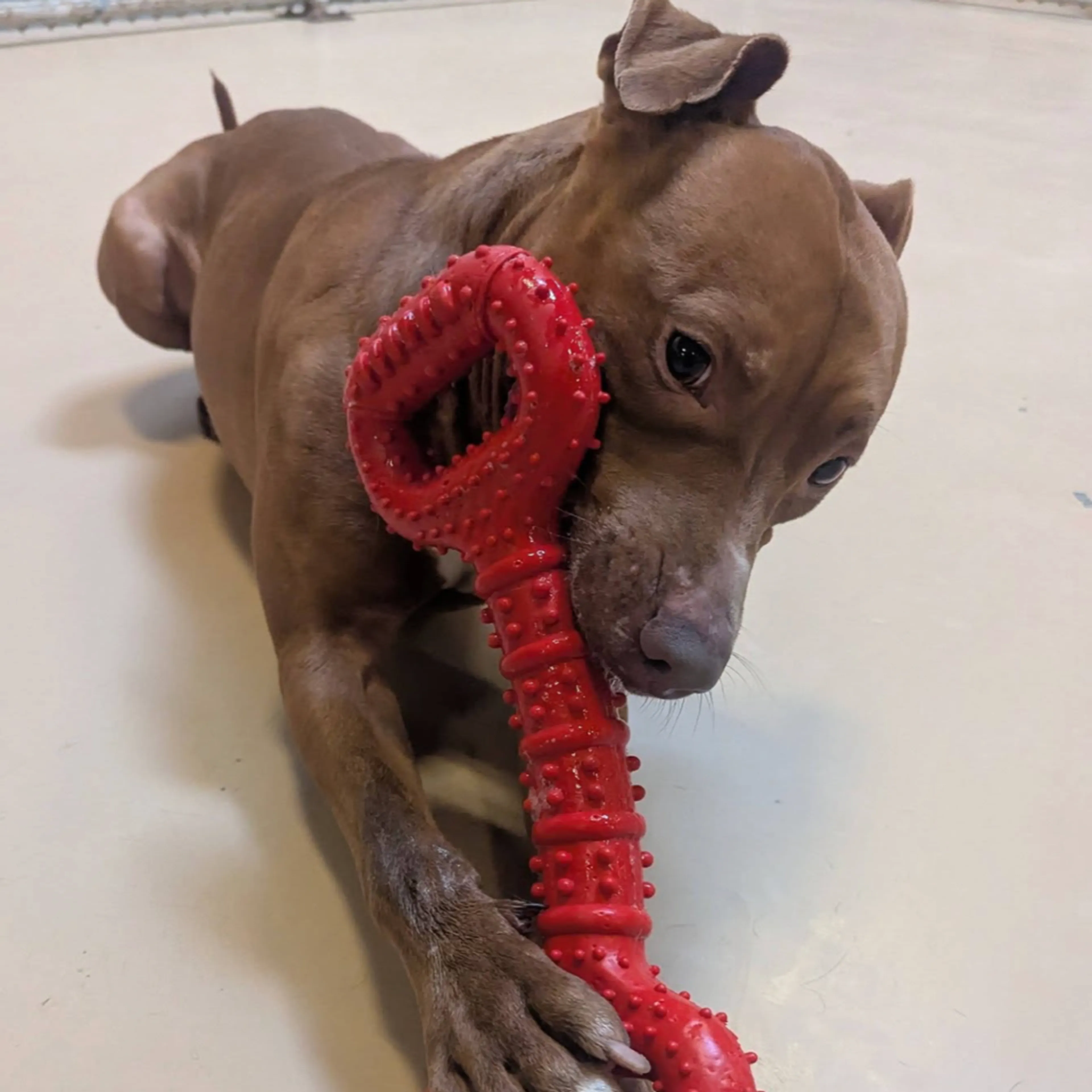 Found pet-10