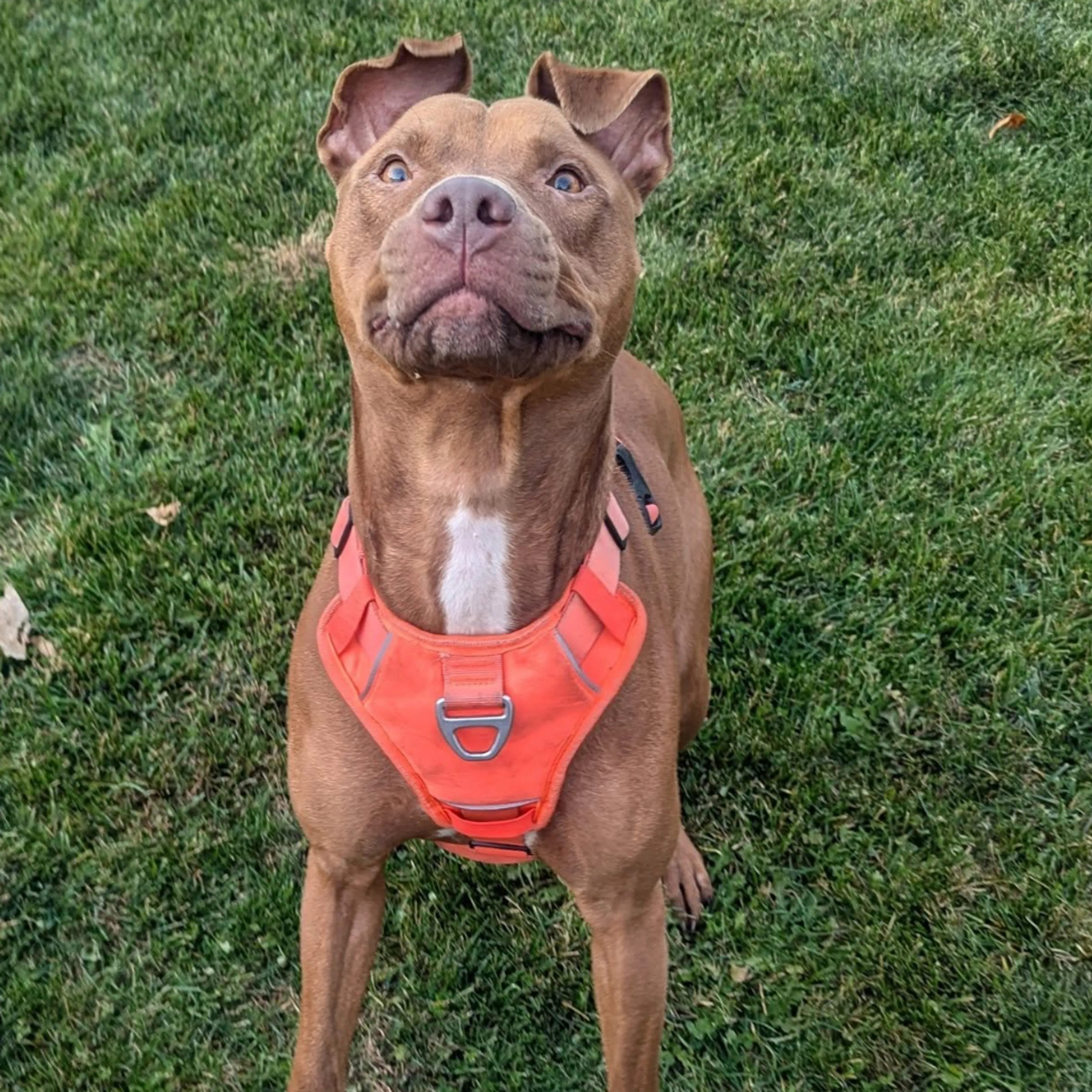 Found pet-17