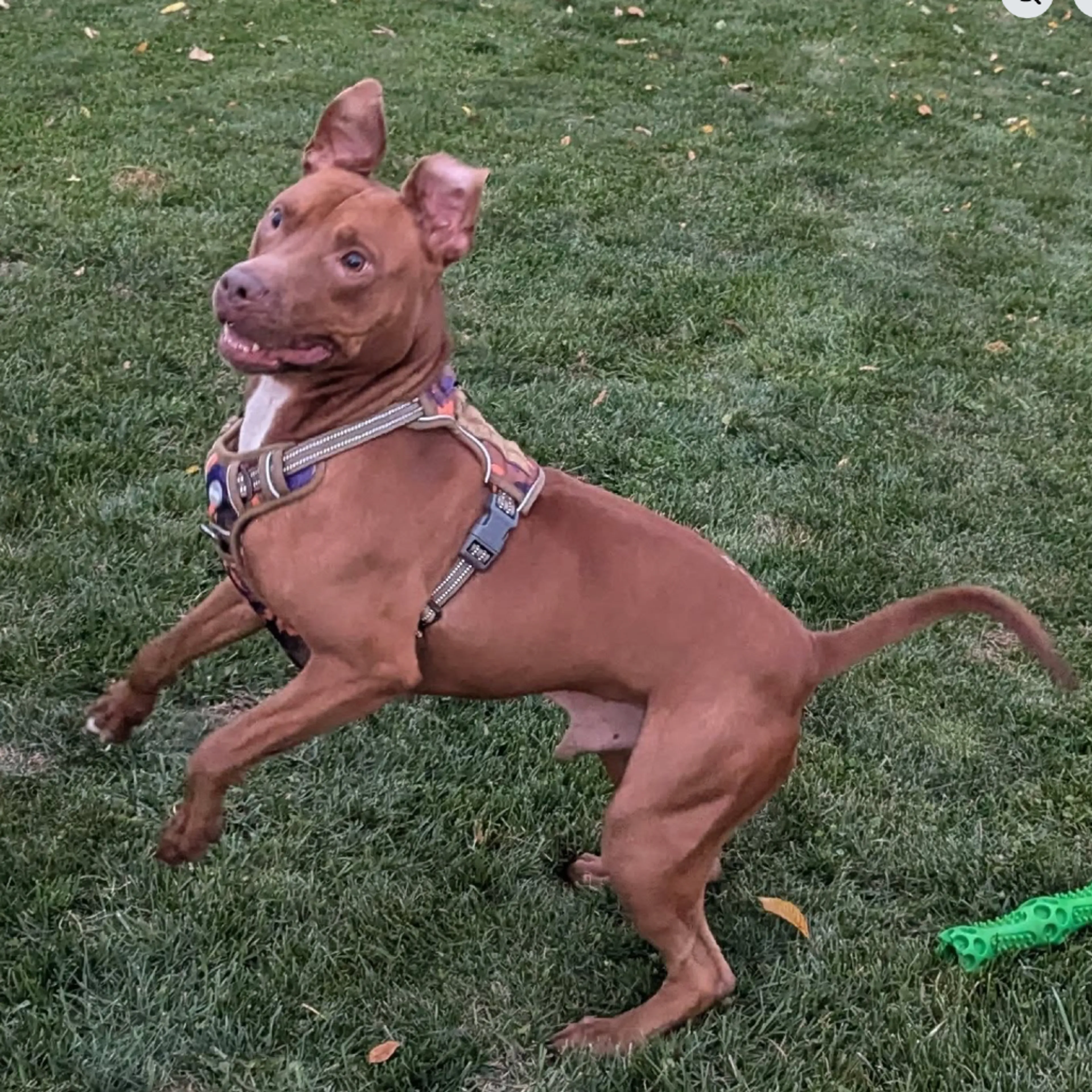 Found pet-19