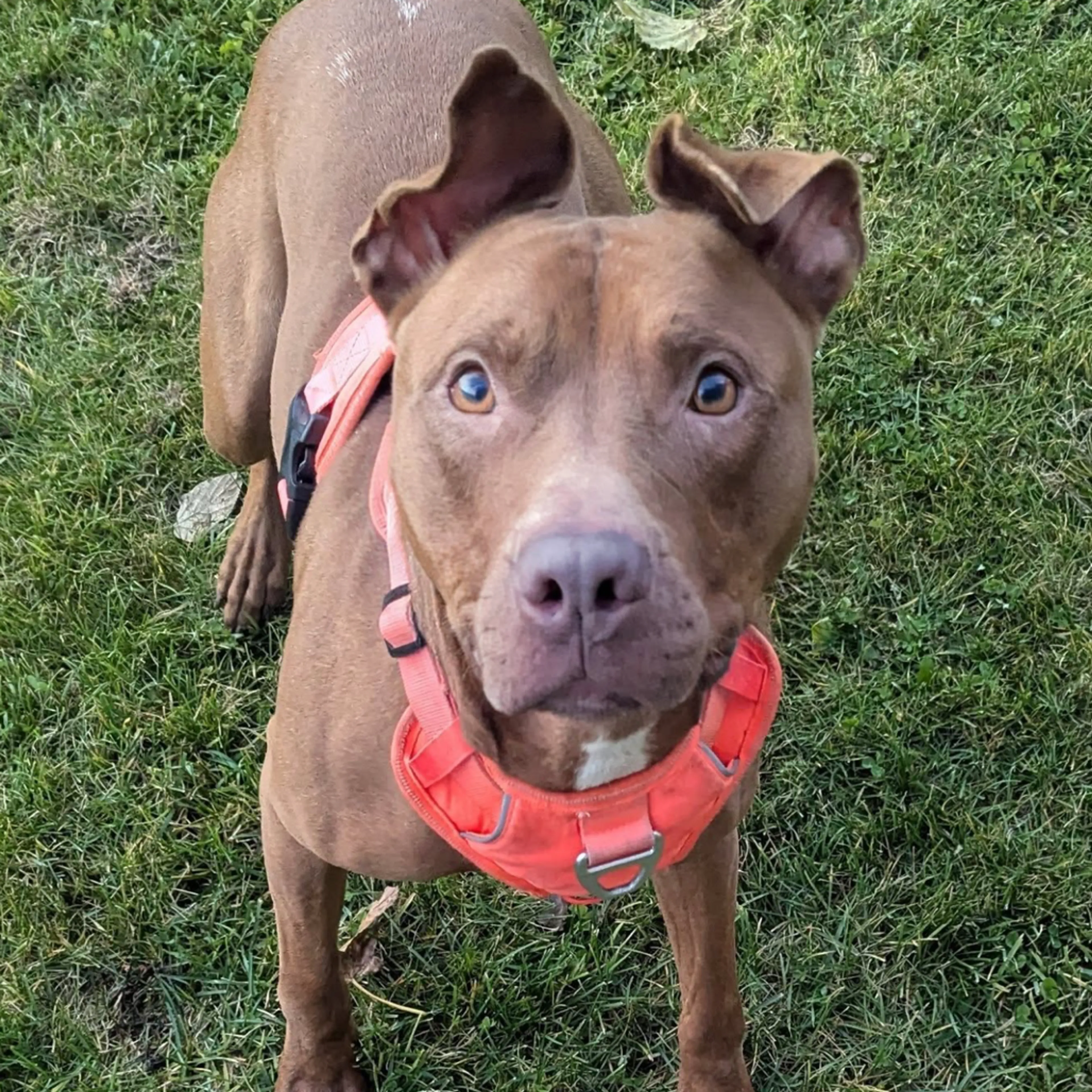 Found pet-21