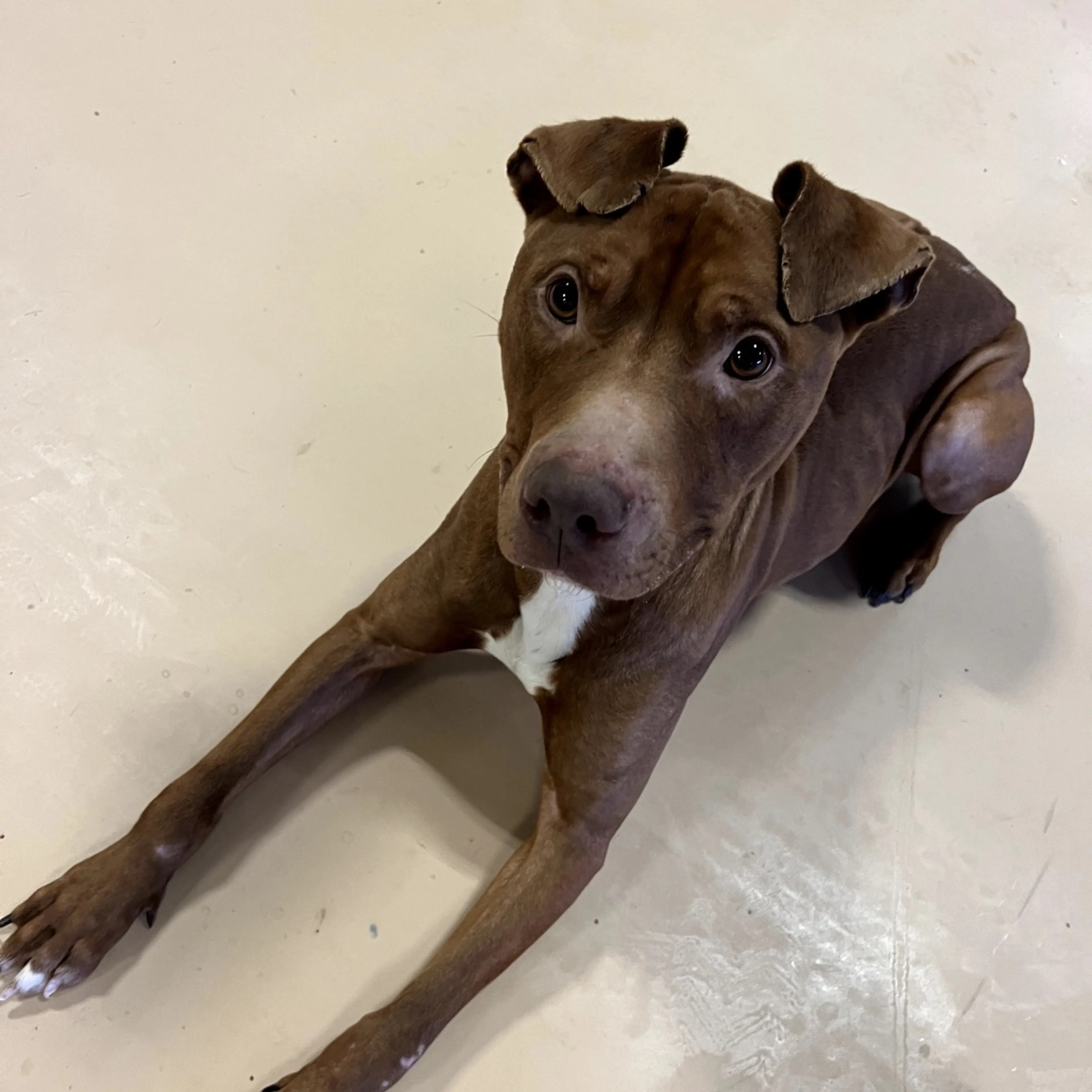Found pet-1