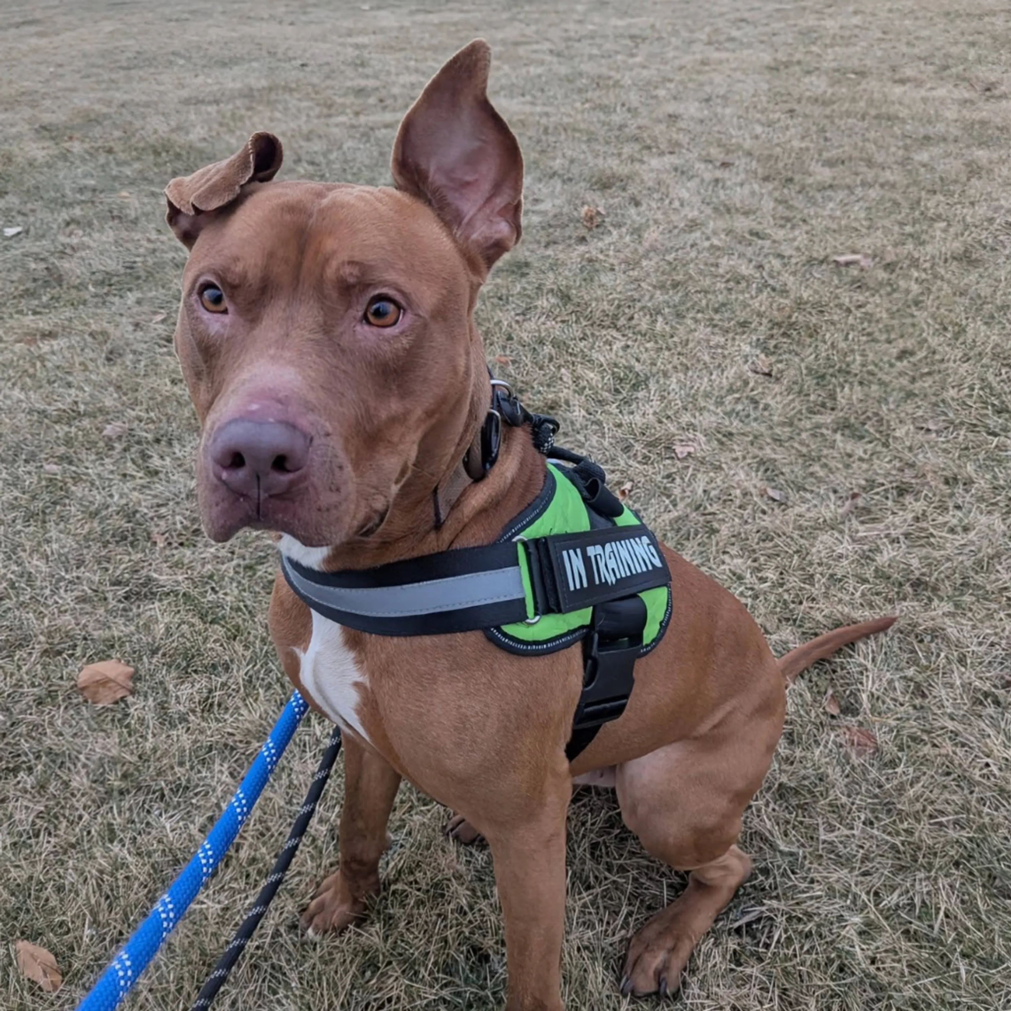 Found pet-6