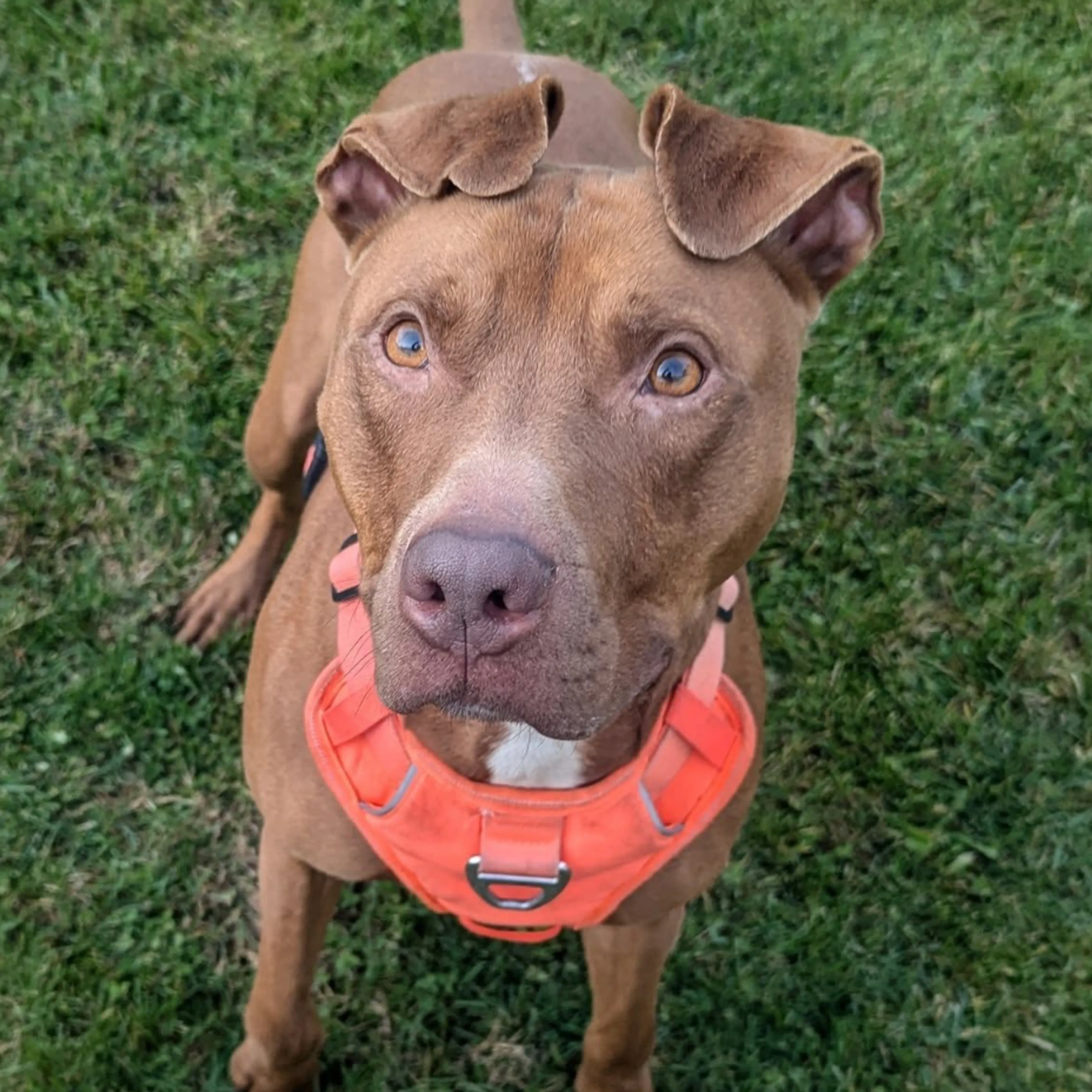 Found pet-20