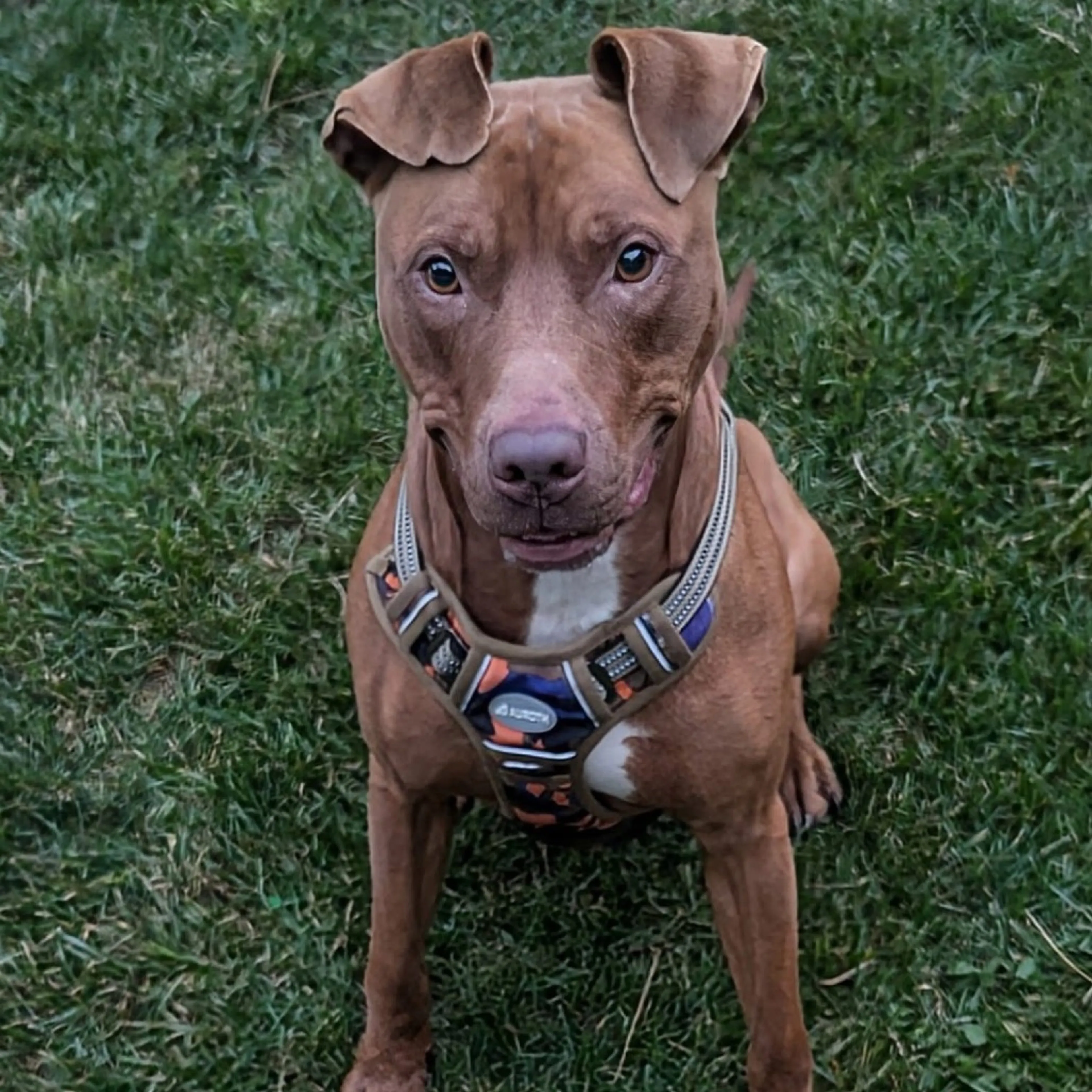 Found pet-5