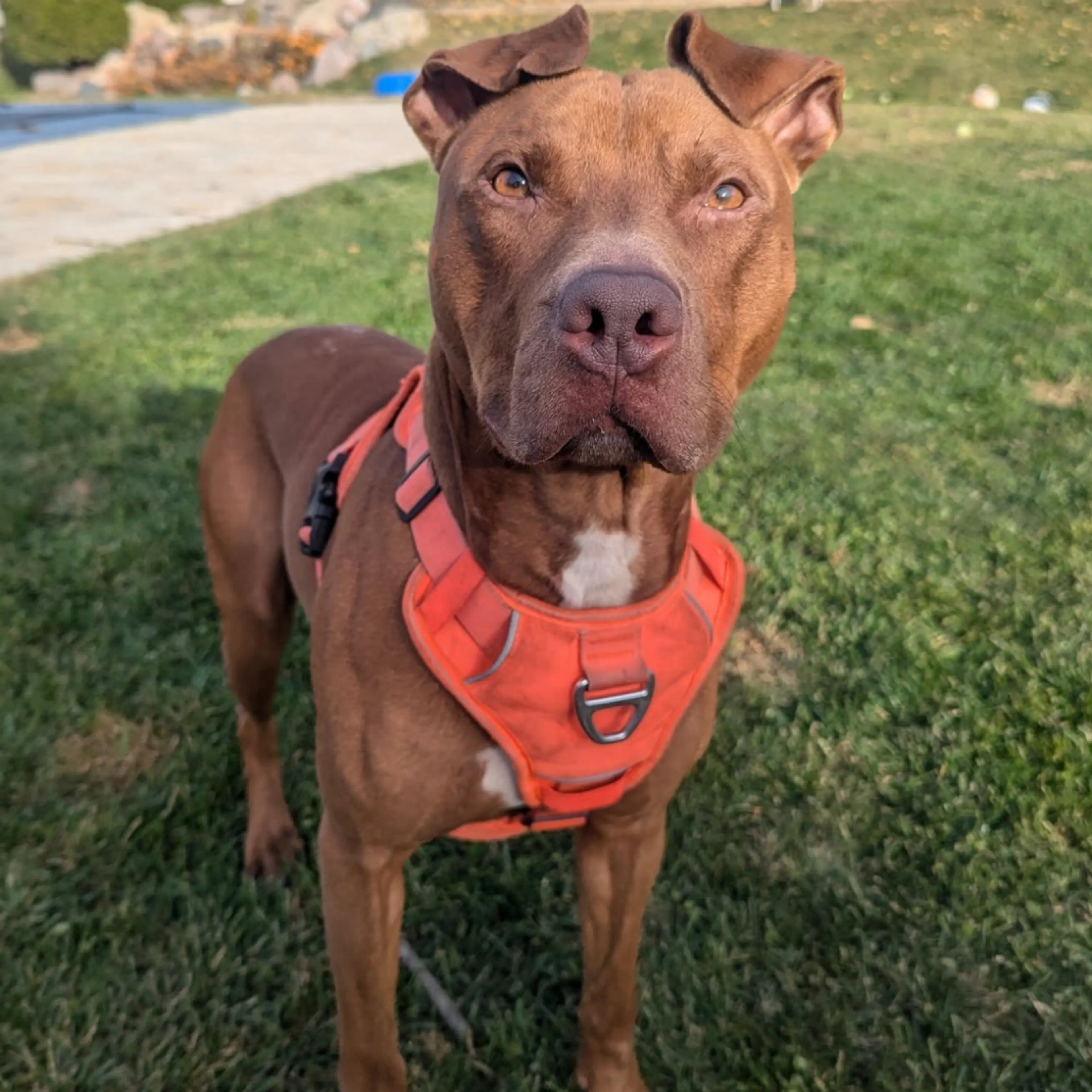 Found pet-18