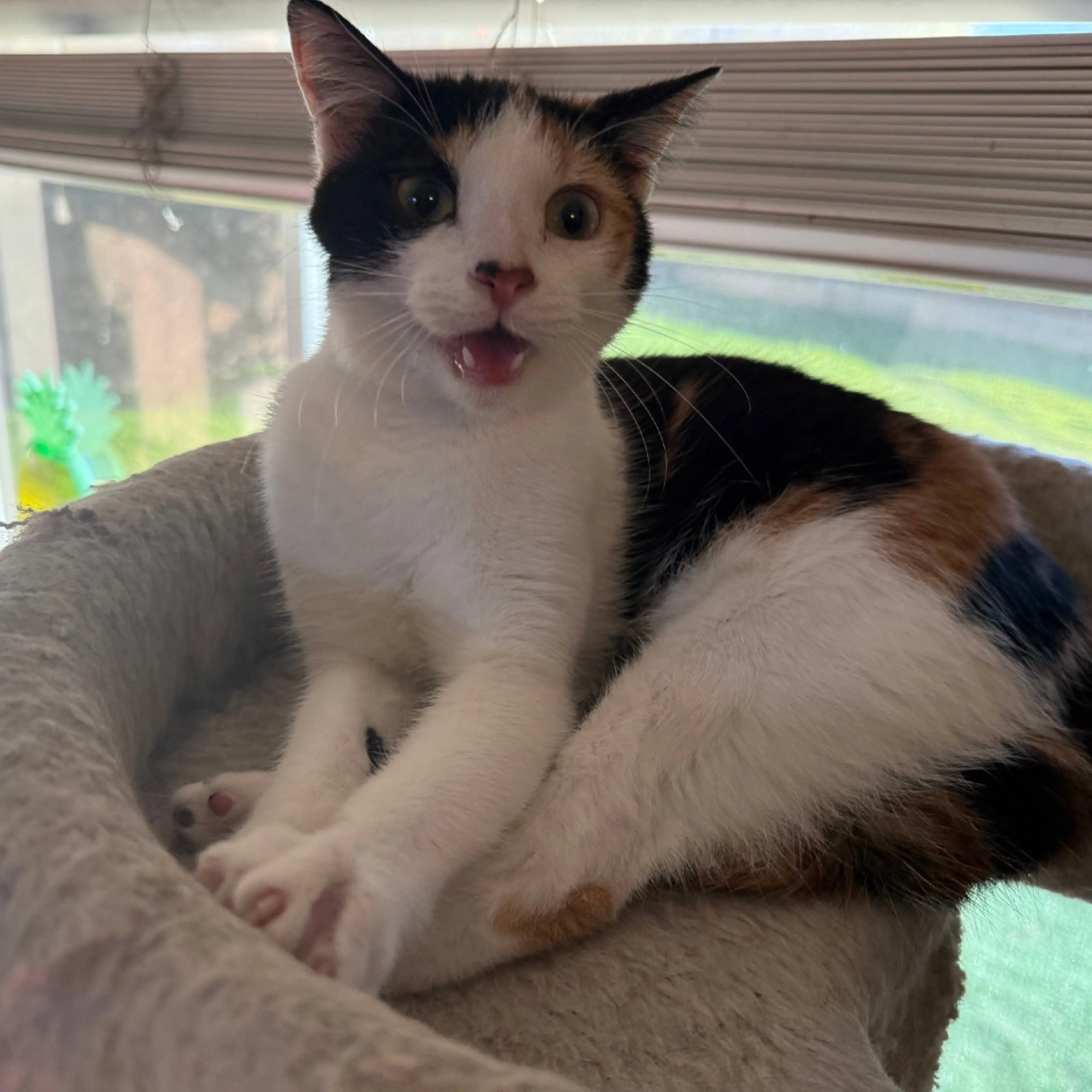 Found pet-1