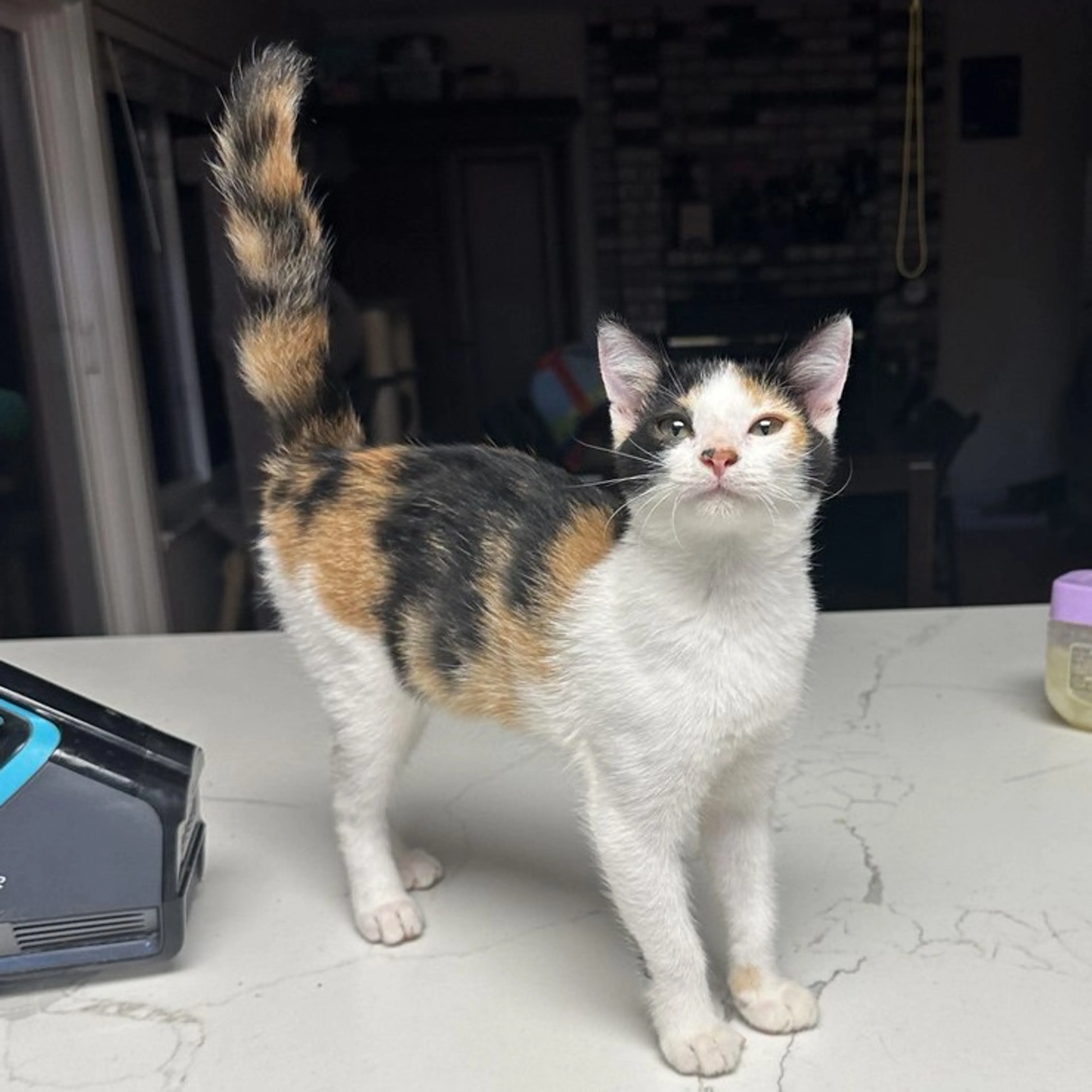 Found pet-0