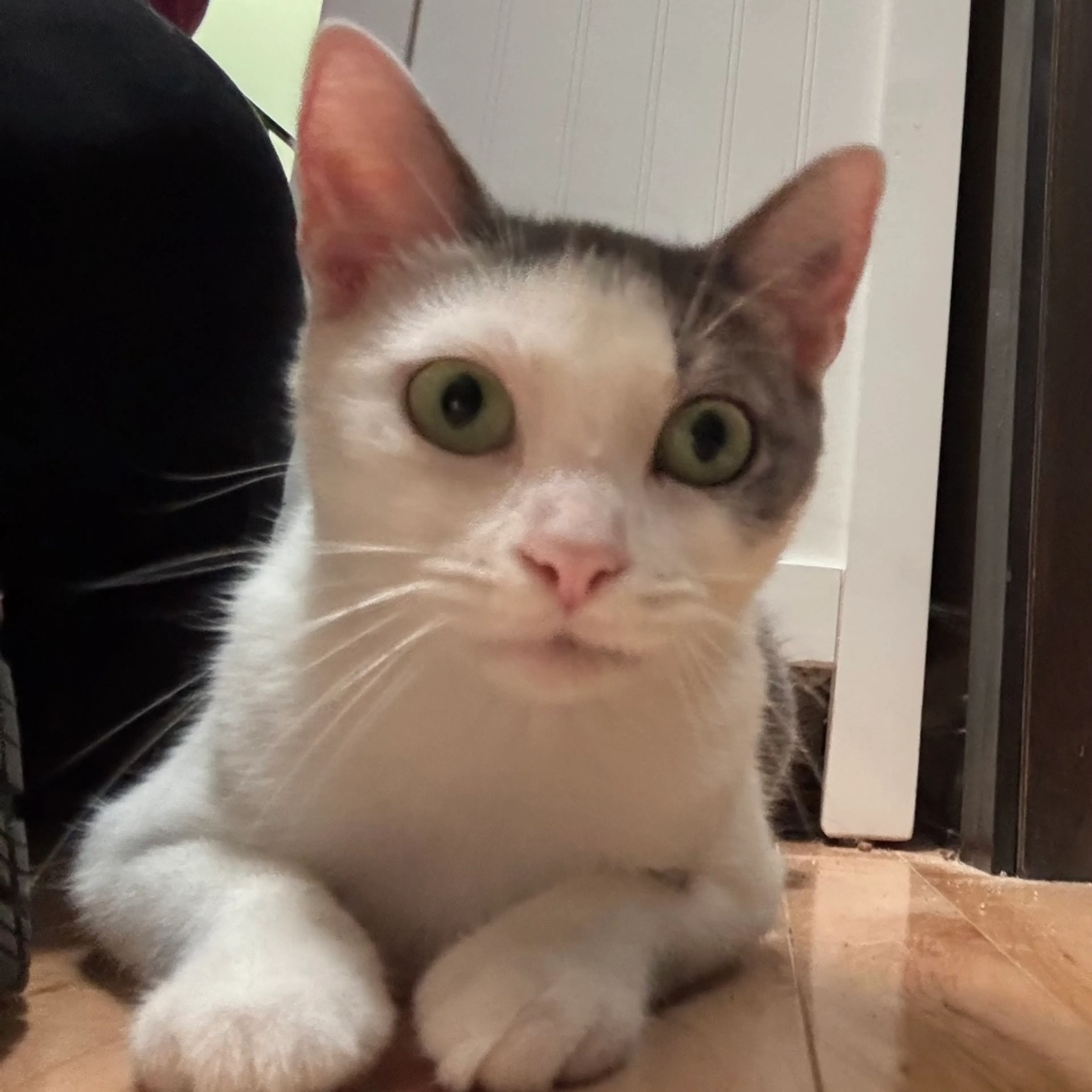 Found pet-2