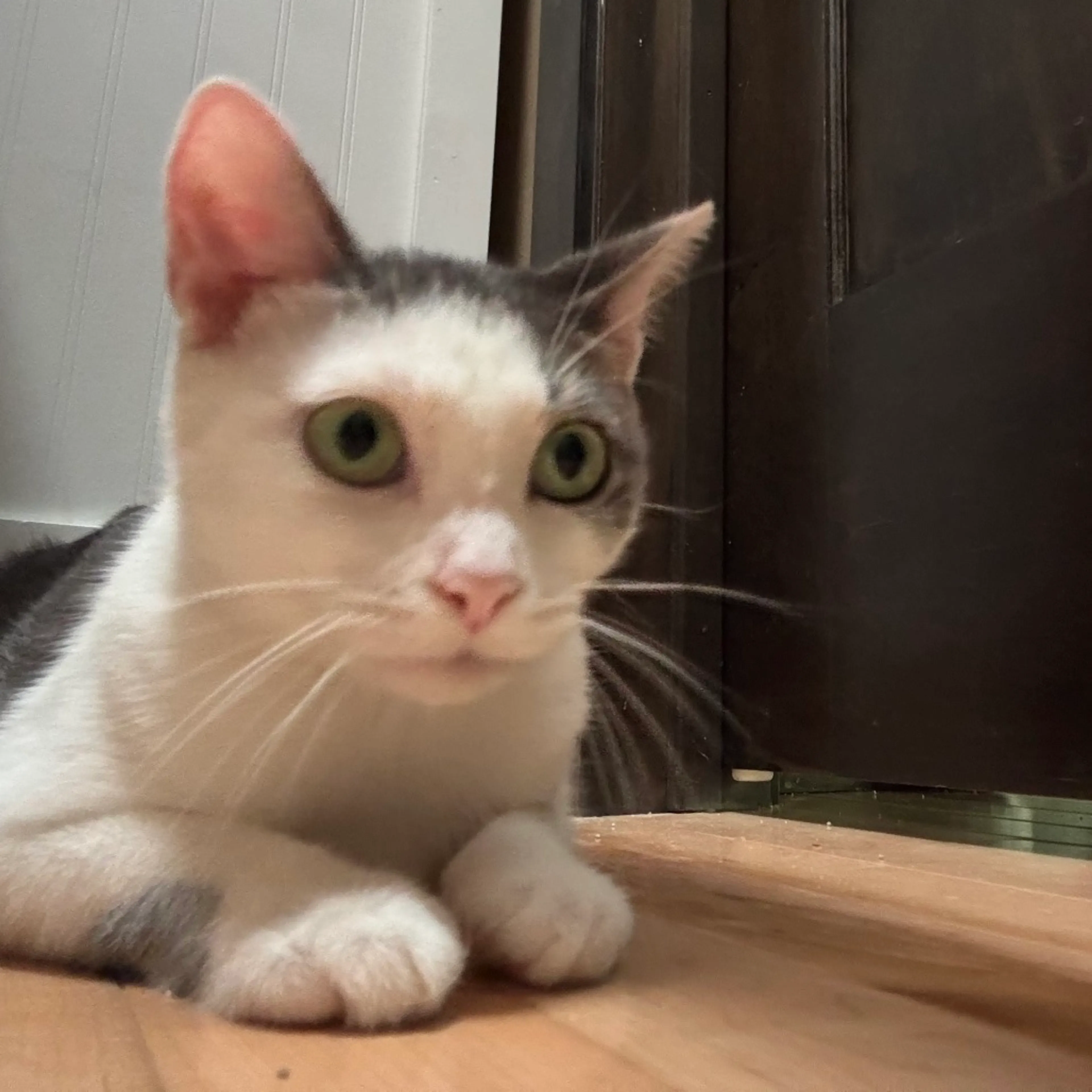 Found pet-3