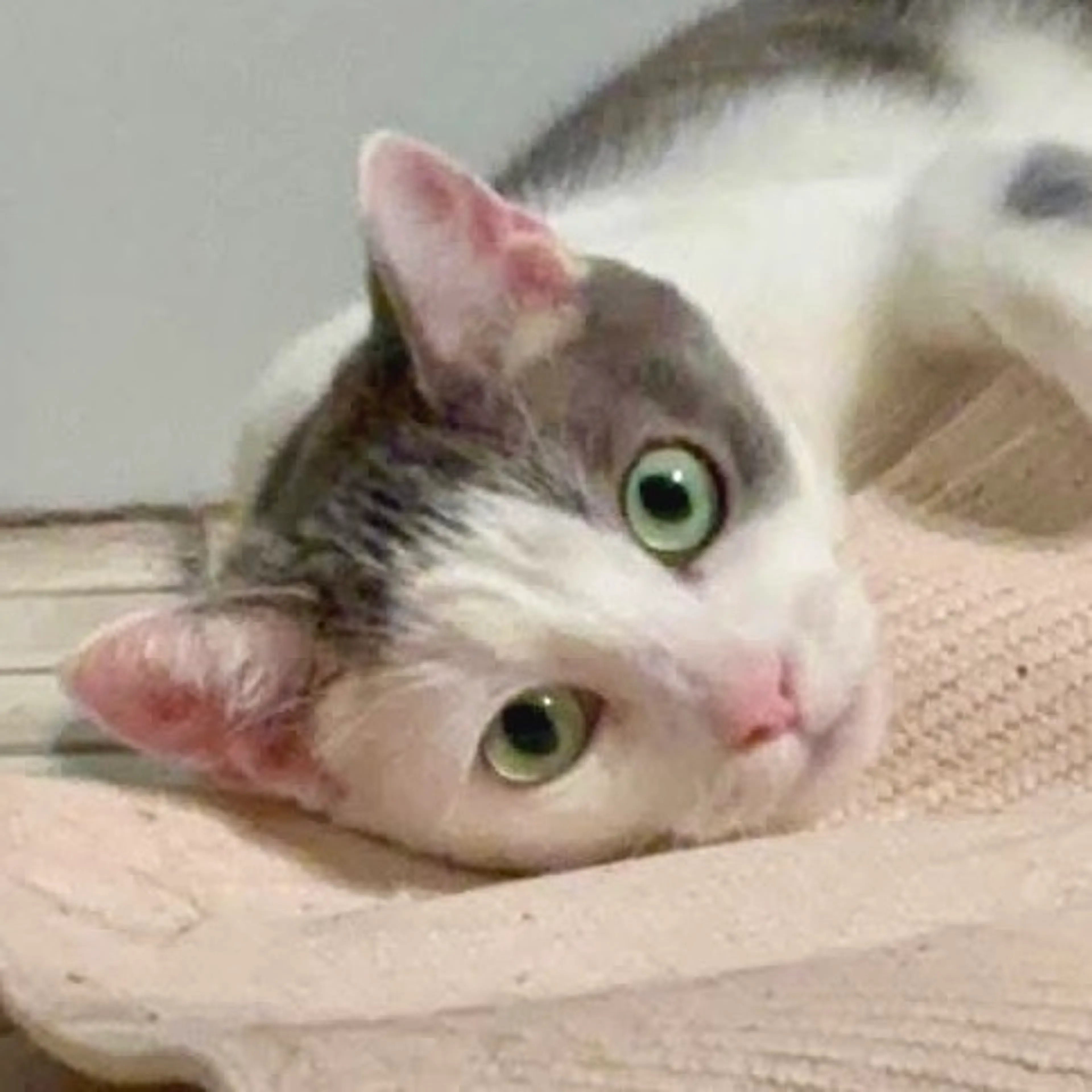 Found pet-0