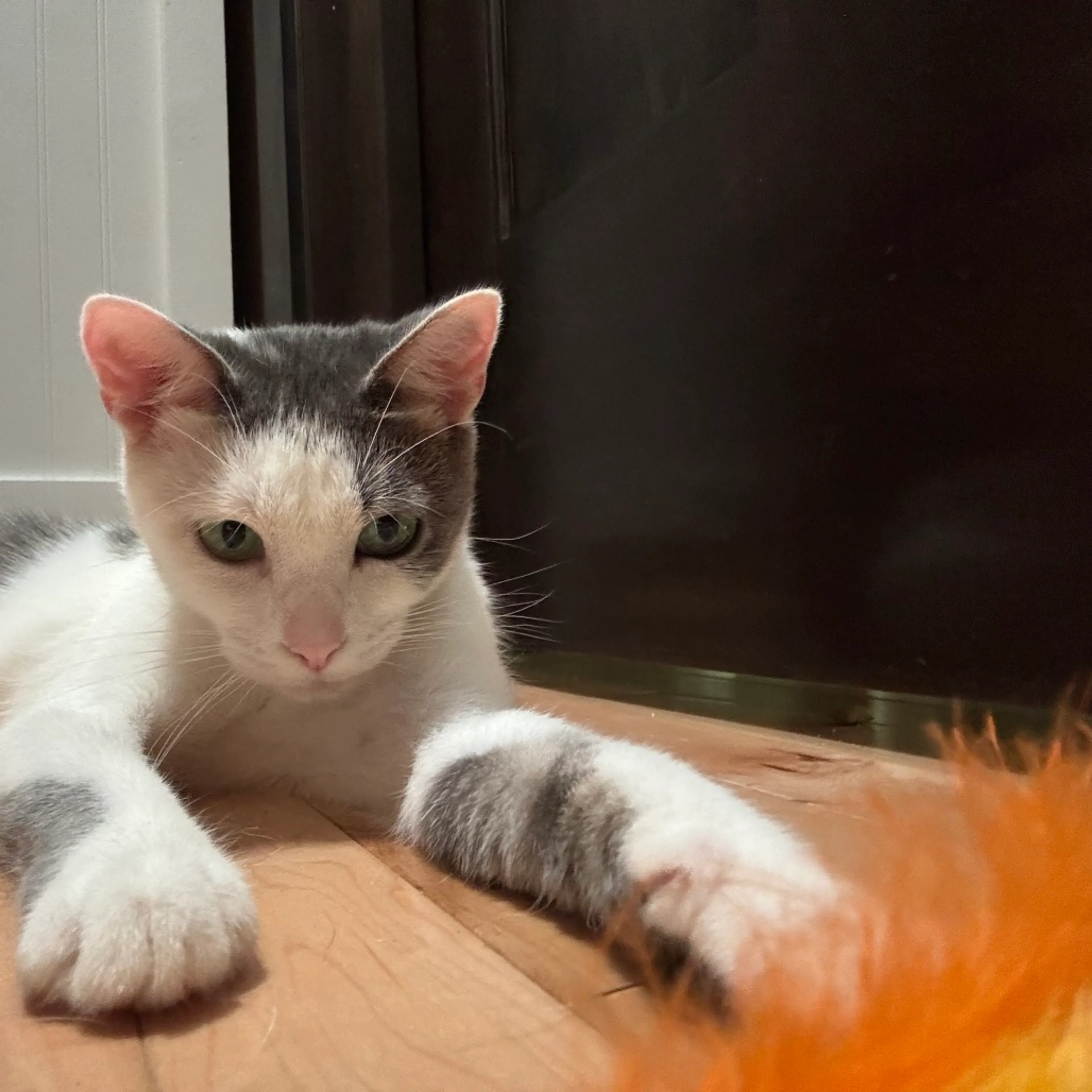 Found pet-1