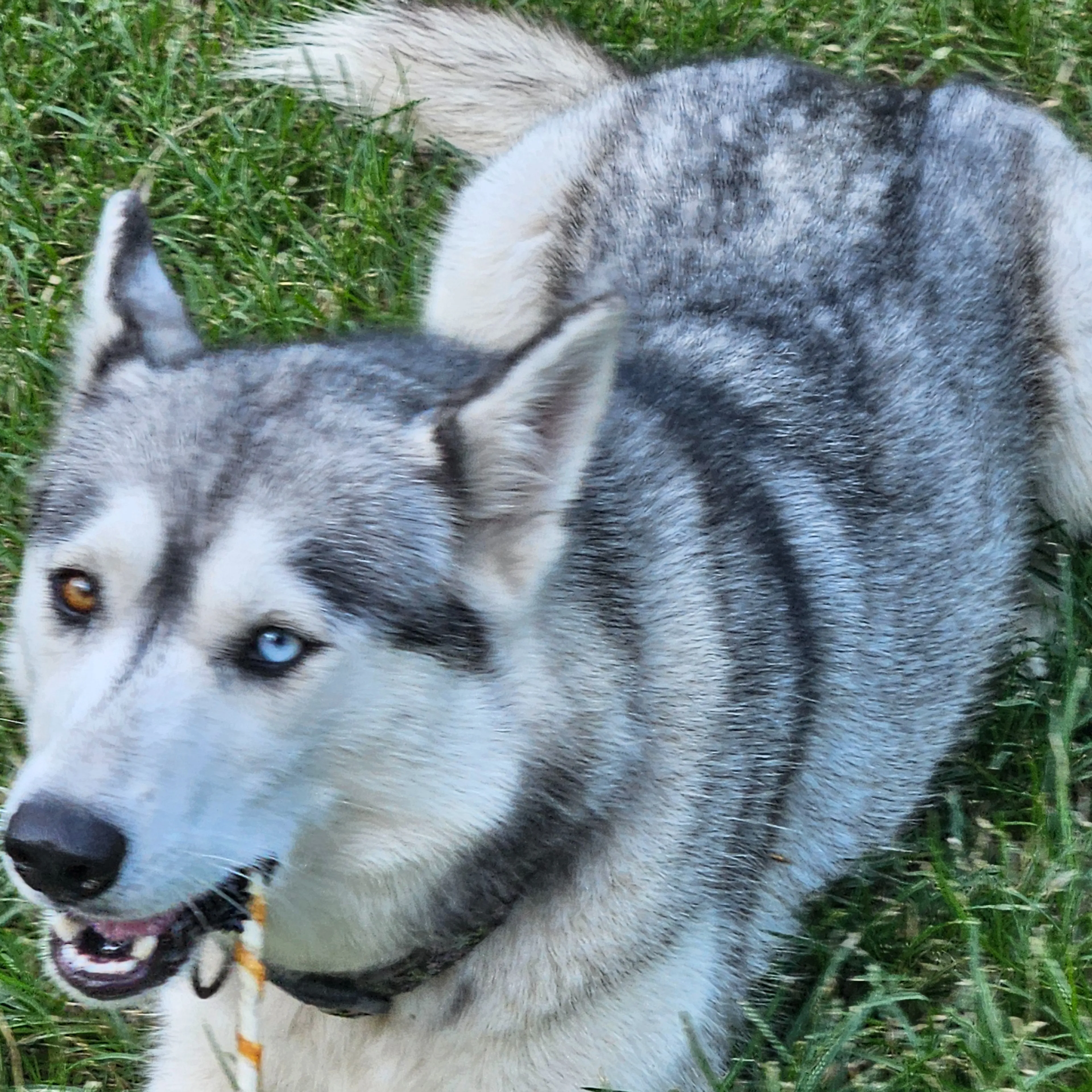 Lost pet-1