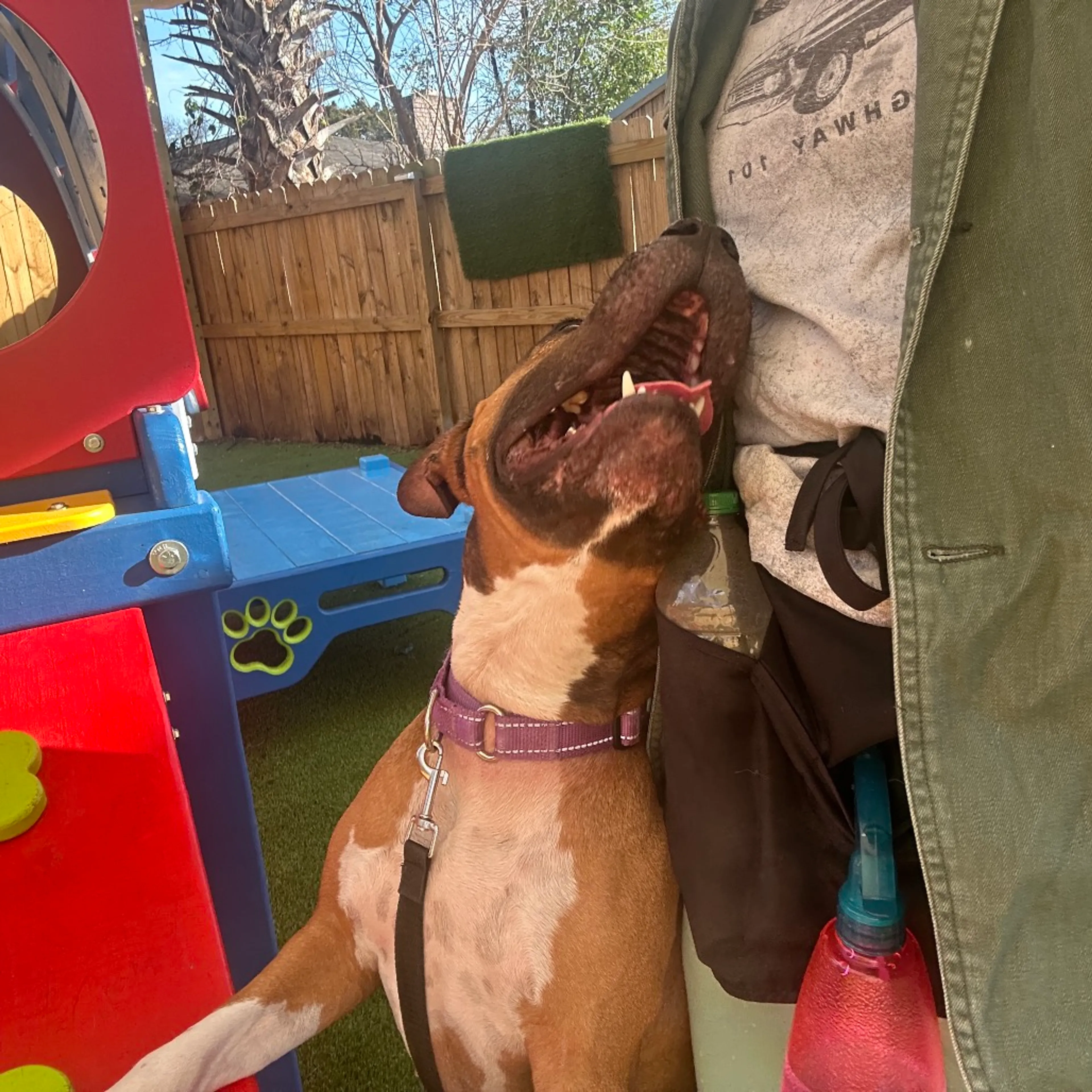 Found pet-32