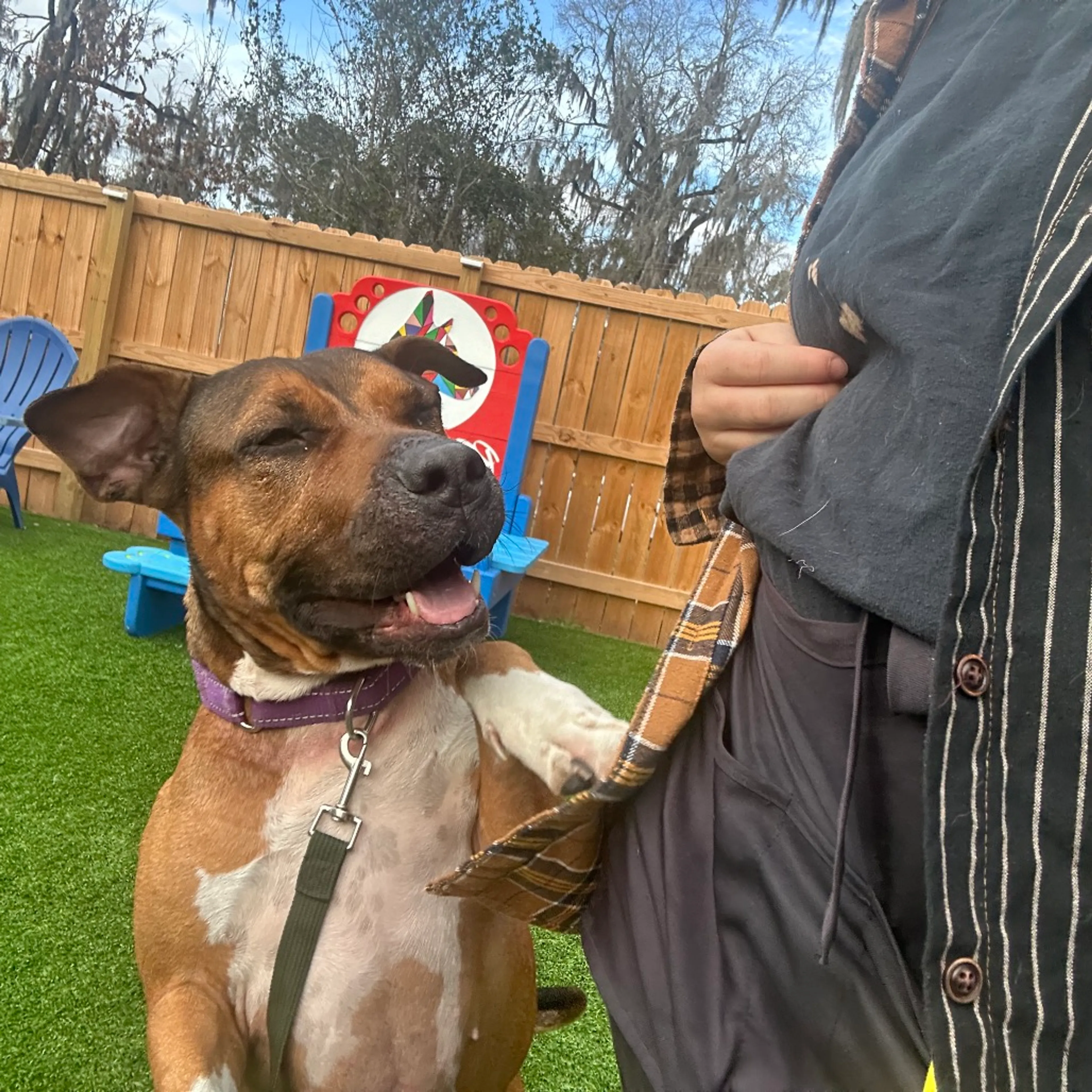 Found pet-30