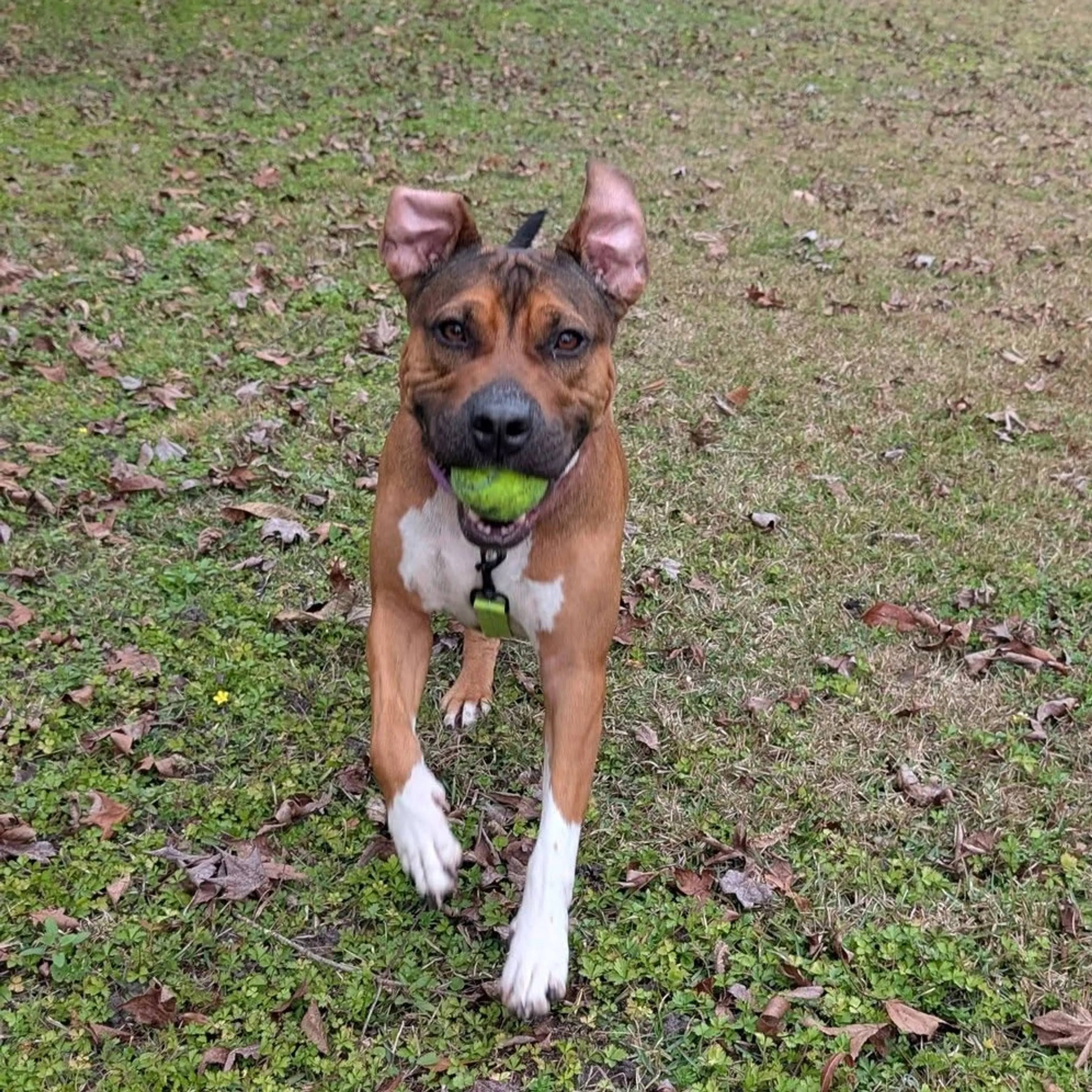 Found pet-34