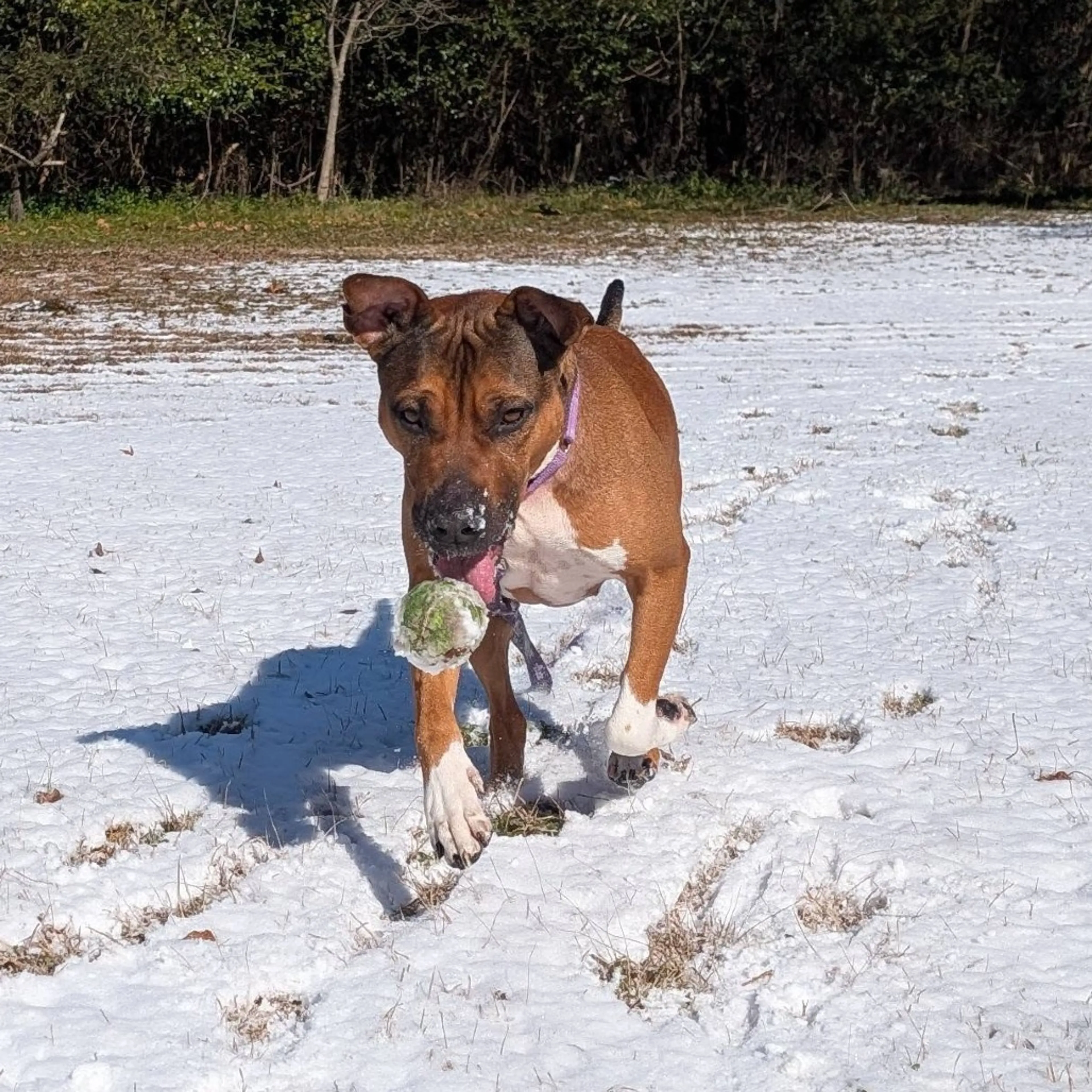 Found pet-33