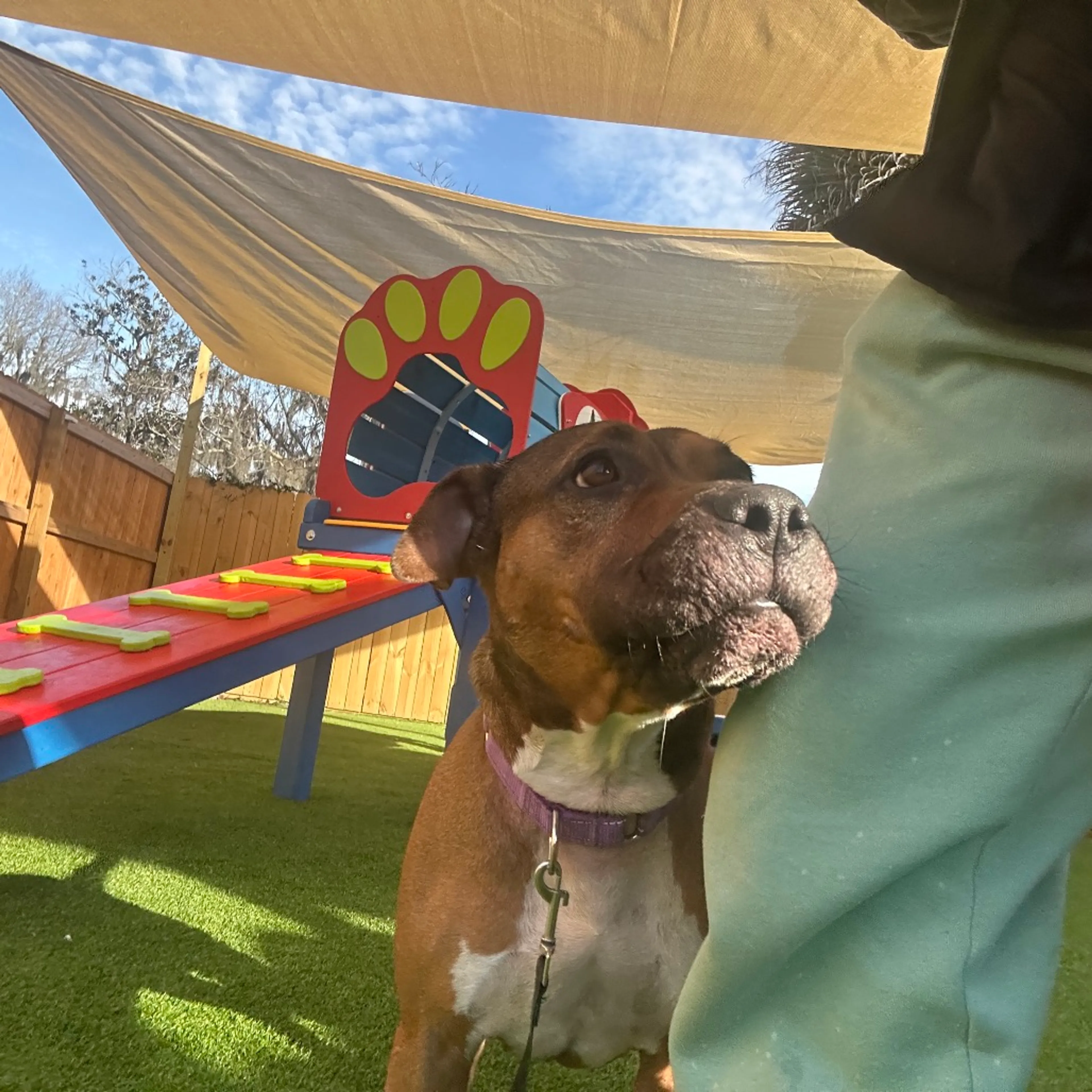 Found pet-31