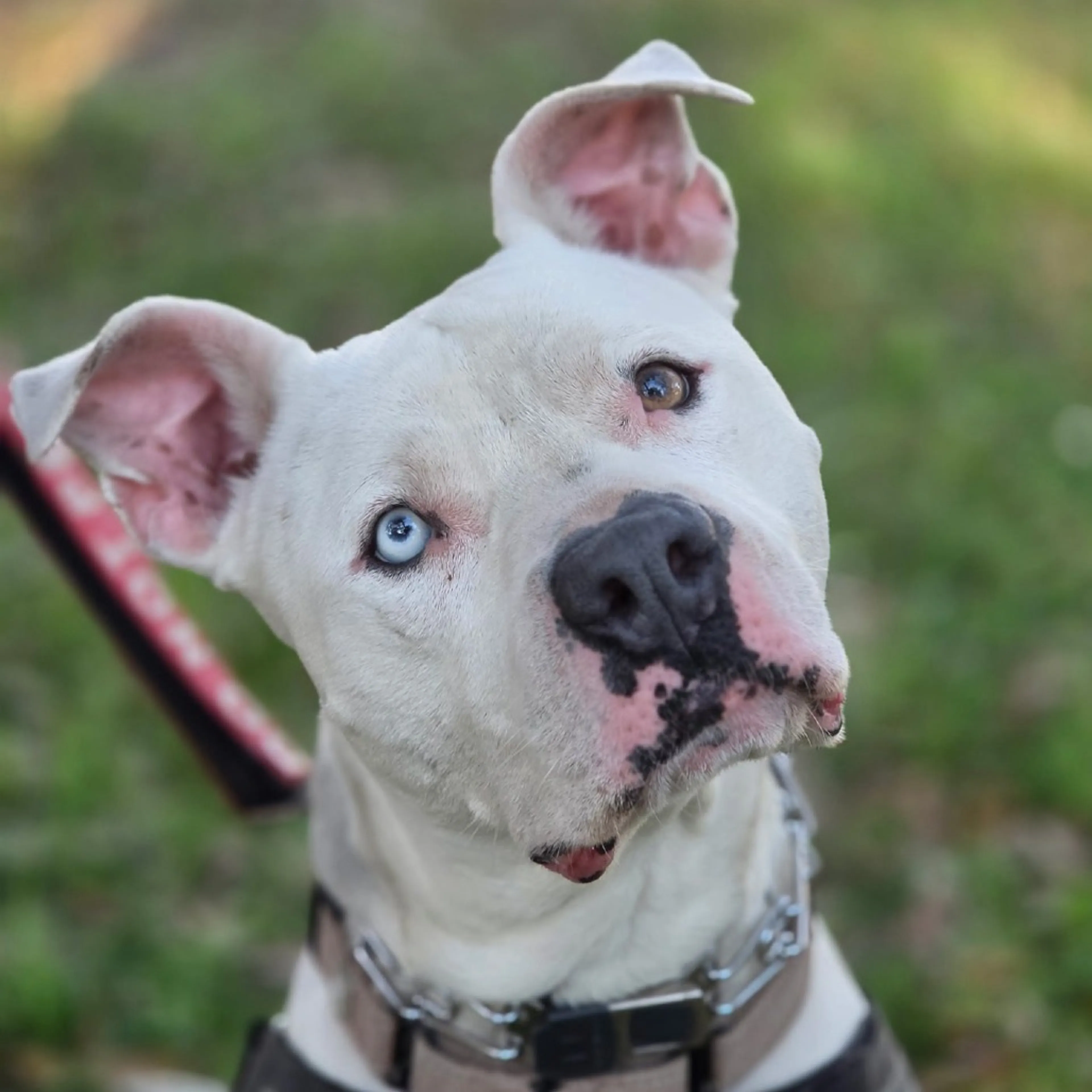 Found pet-24