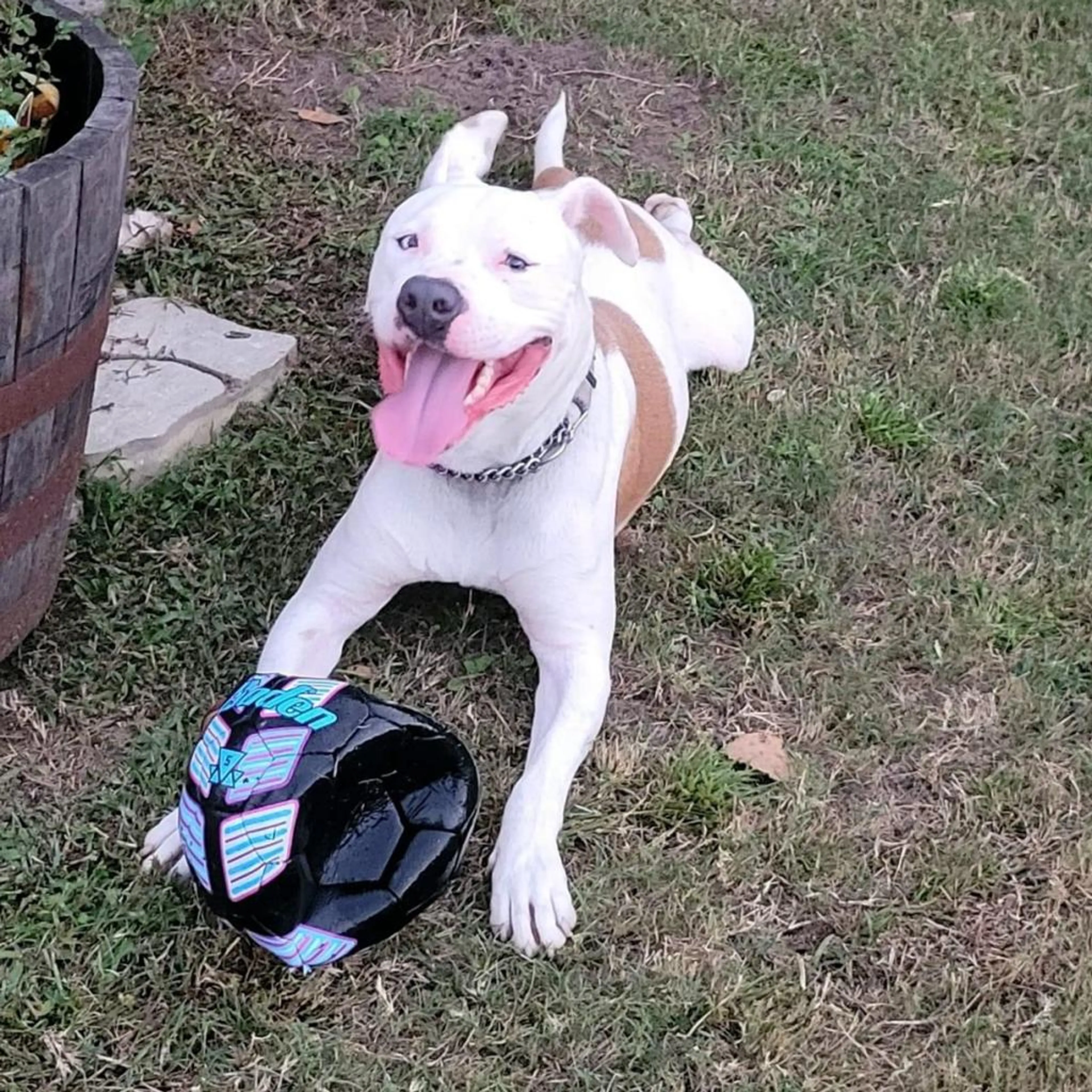 Found pet-2