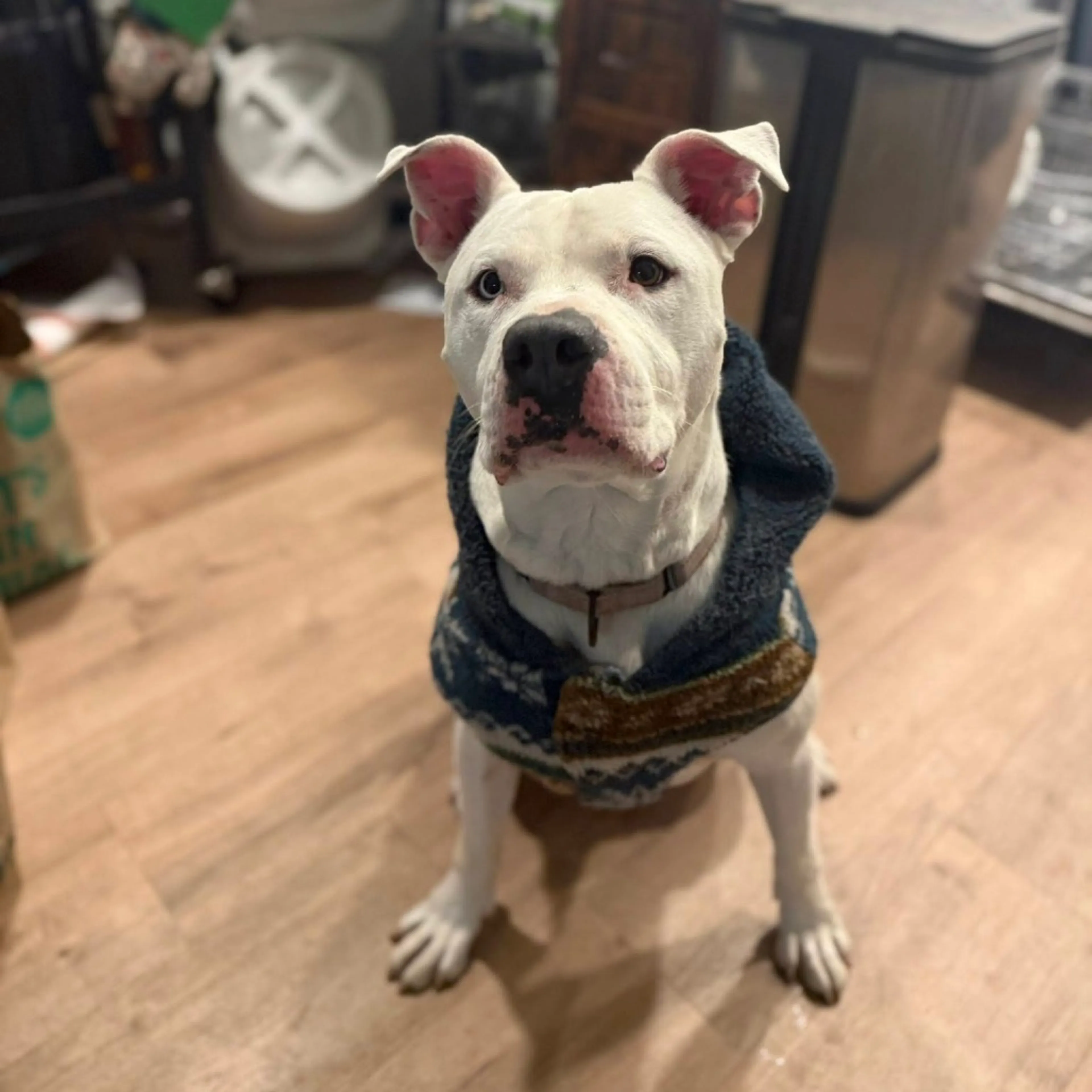 Found pet-25
