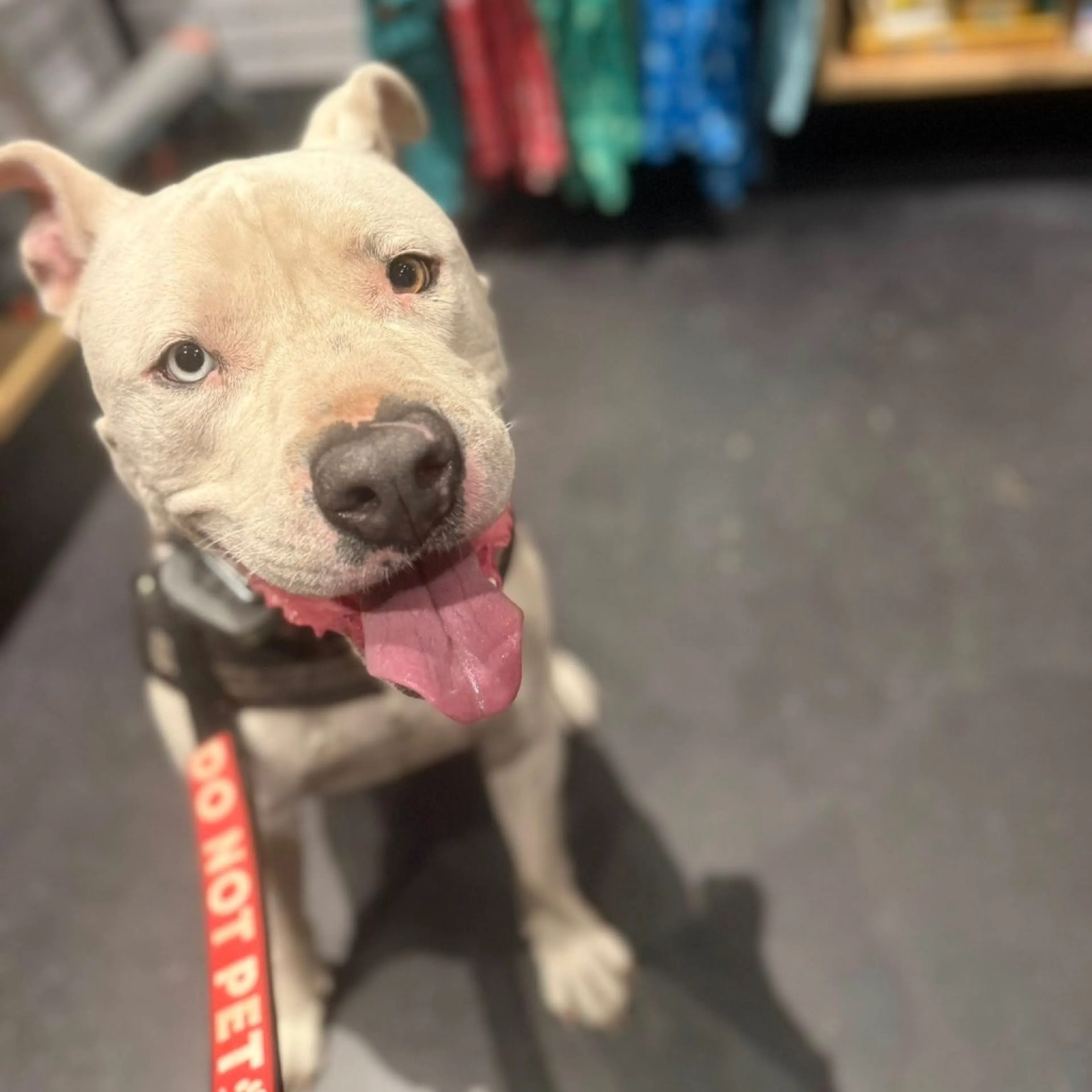 Found pet-29