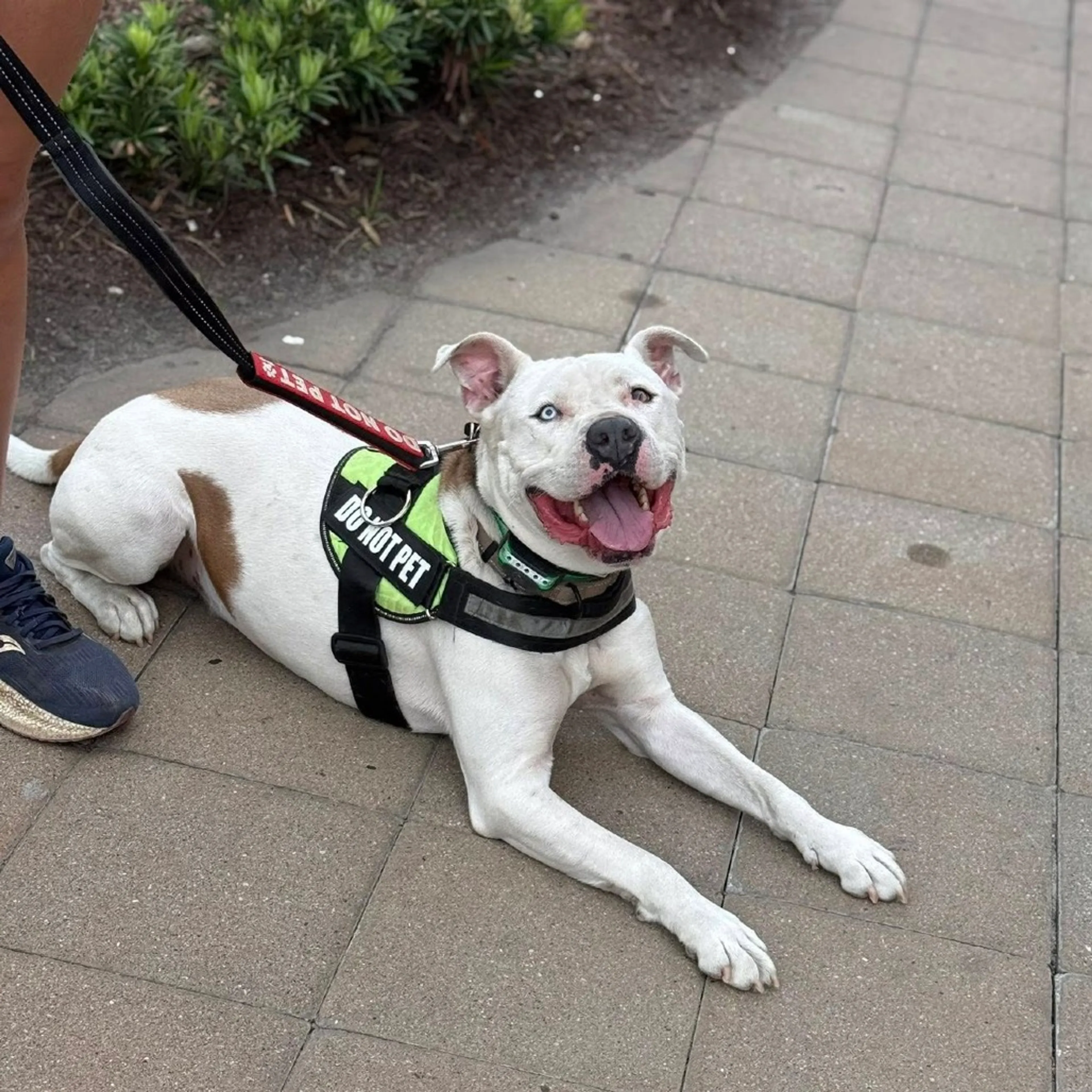 Found pet-32