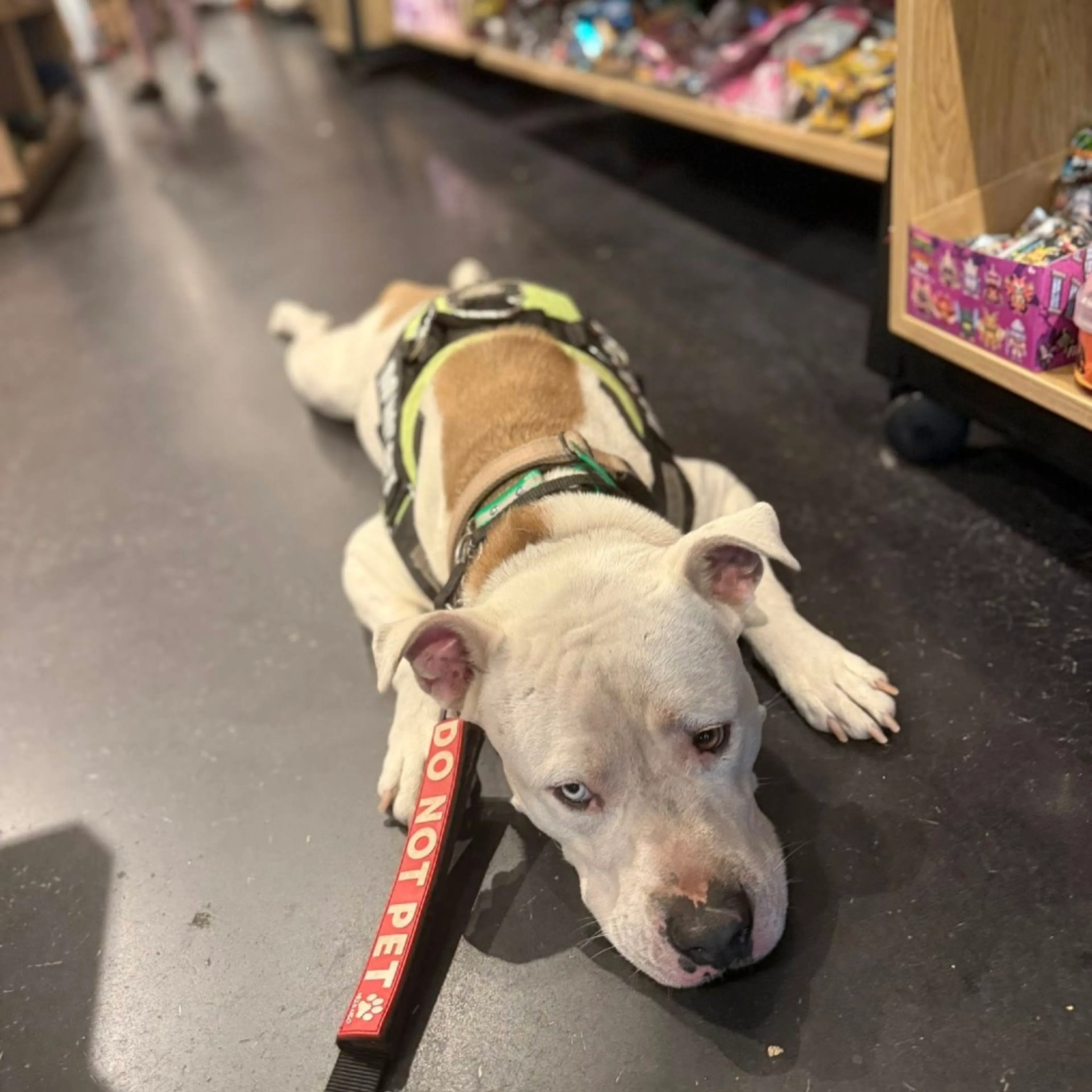 Found pet-30
