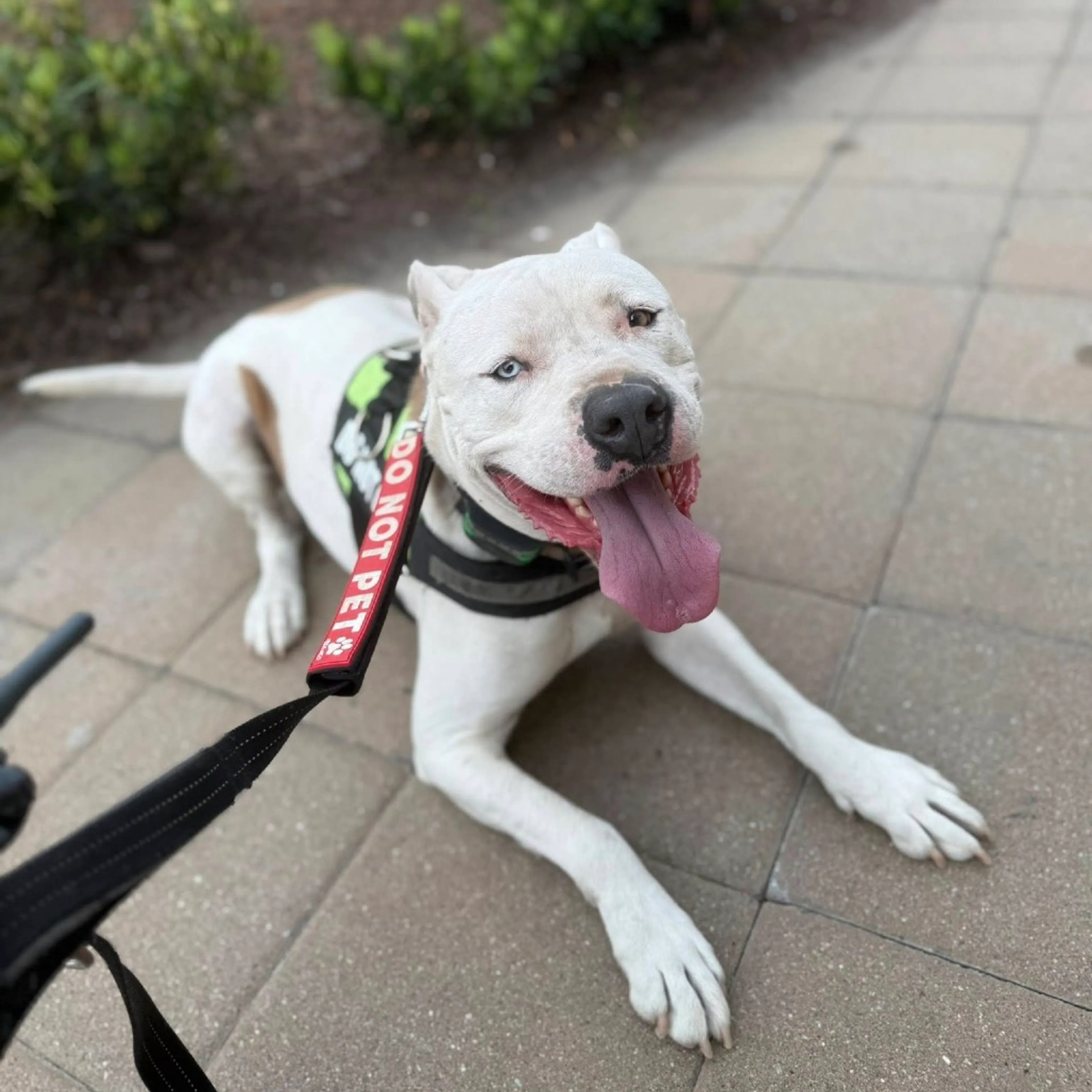 Found pet-28