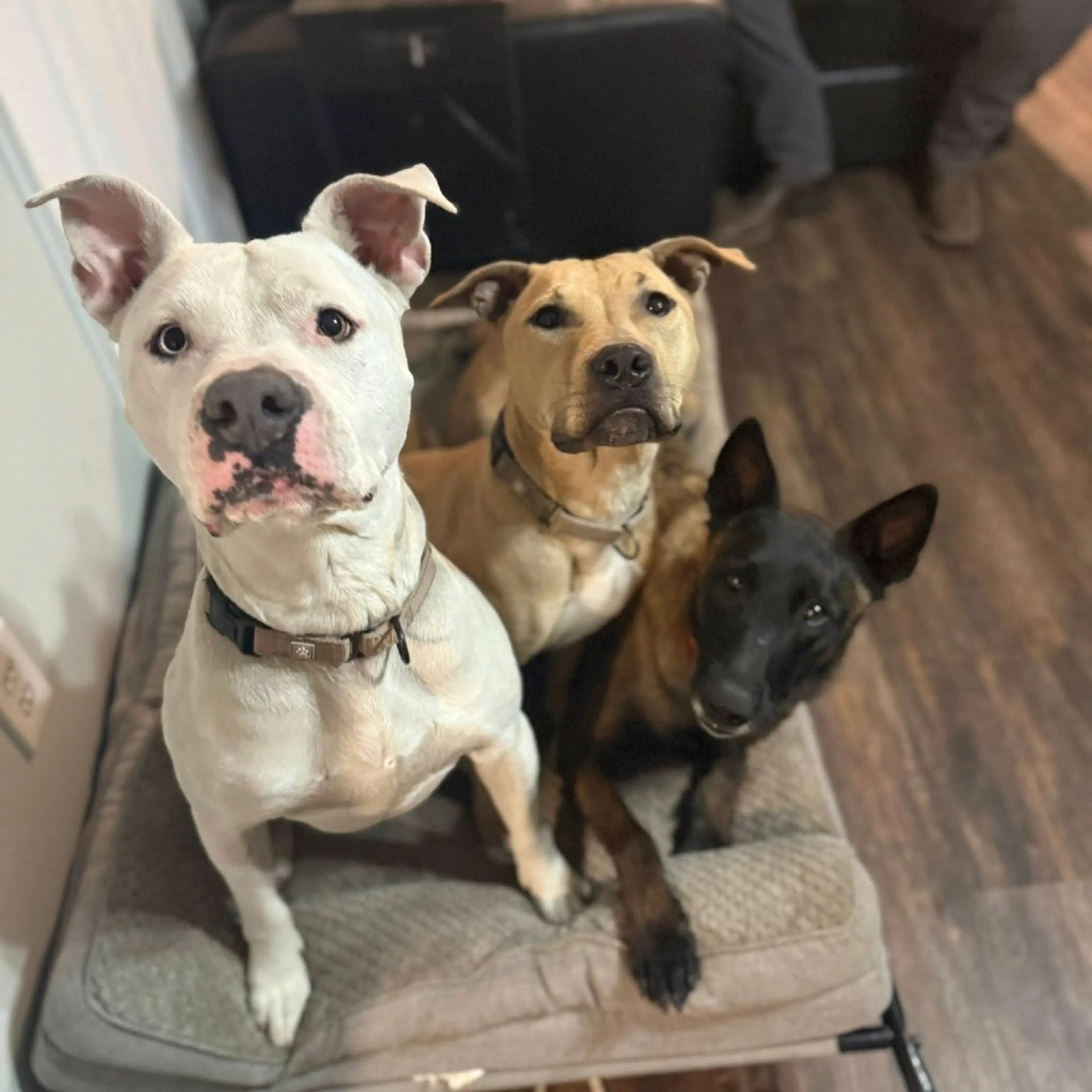 Found pet-26