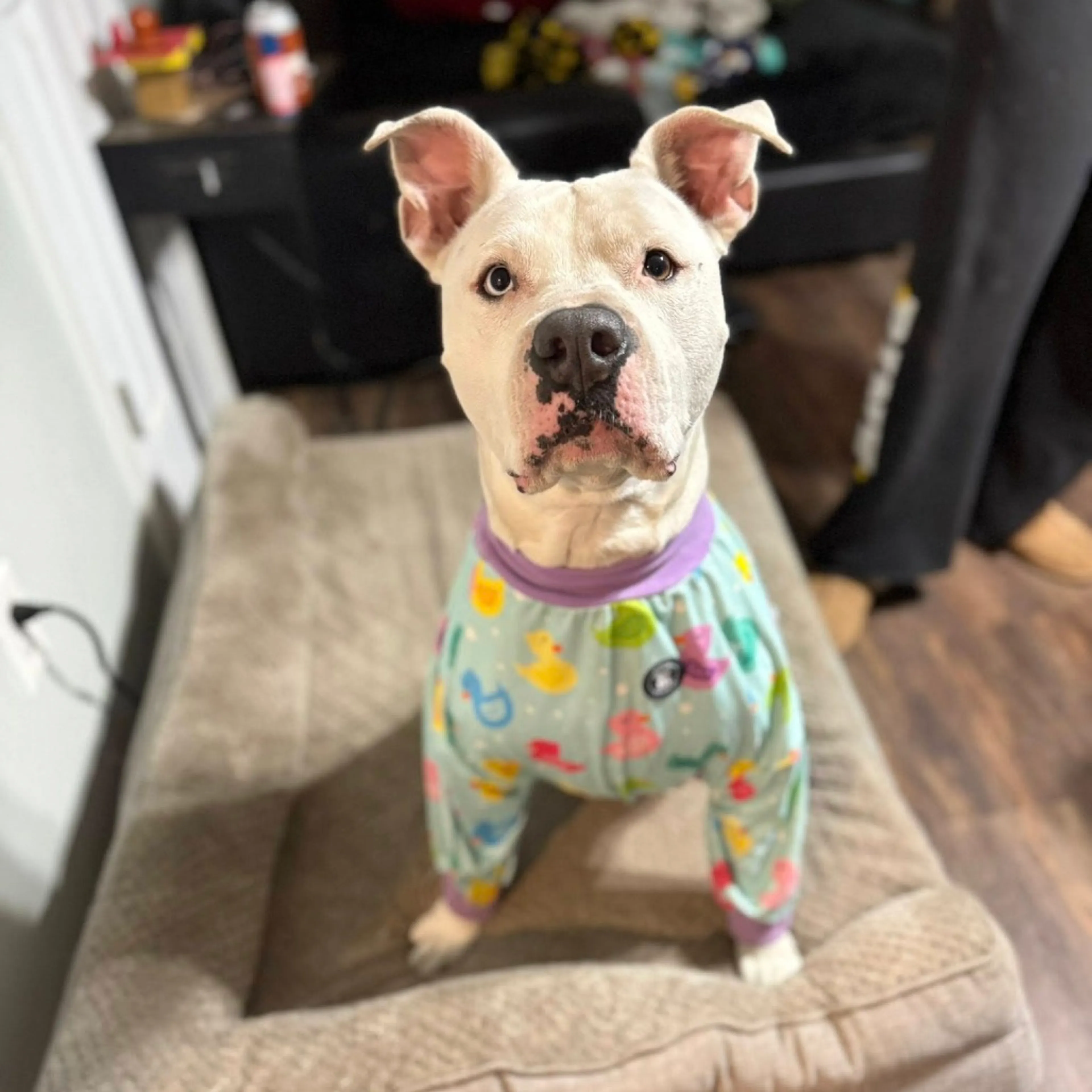 Found pet-27