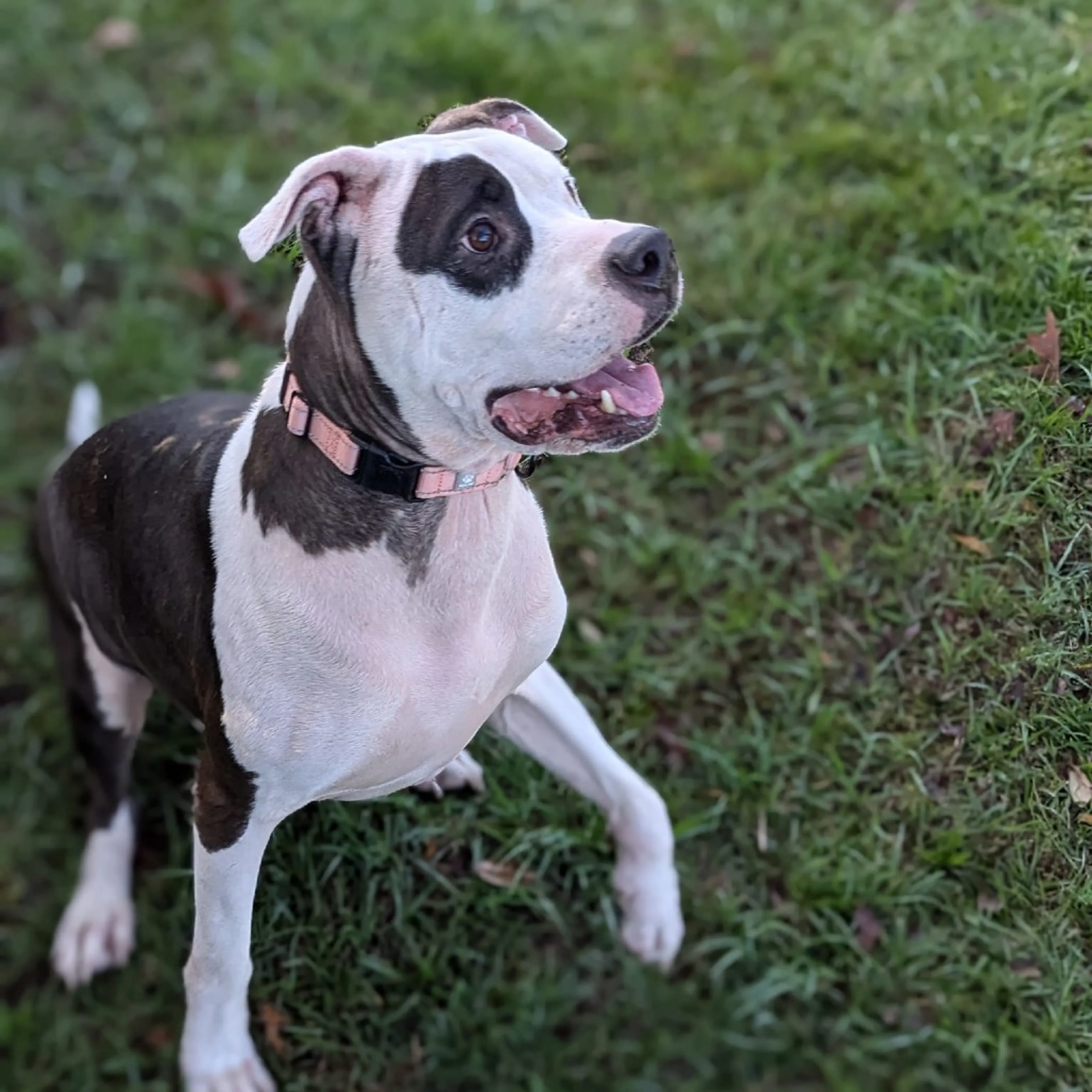 Found pet-16