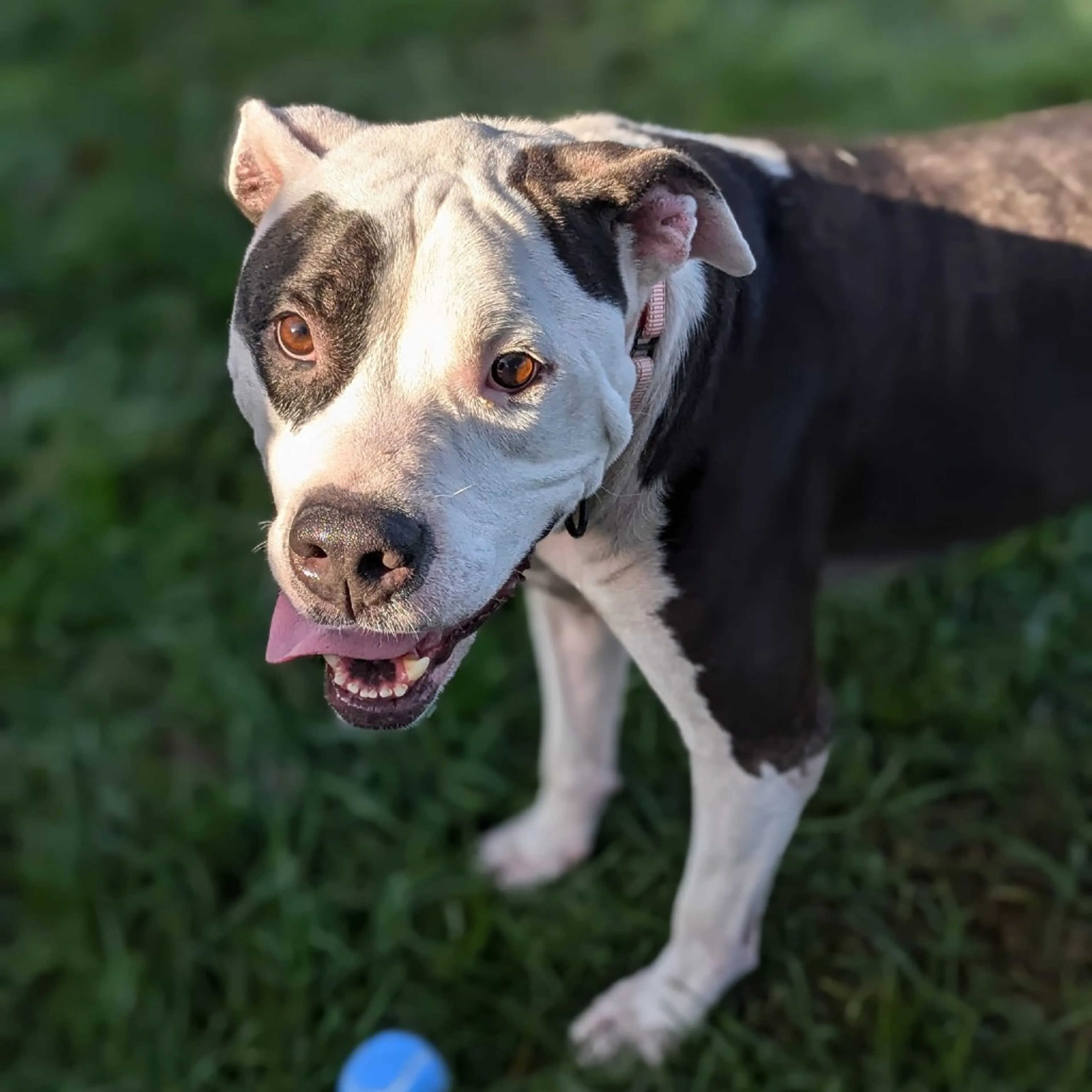 Found pet-17
